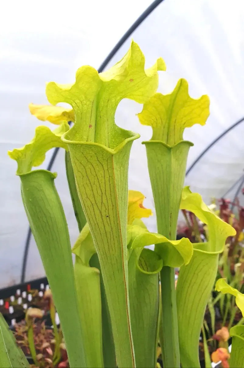 Sarracenia rubra ssp. alabamensis CARNIVORE DE SOLOGNE