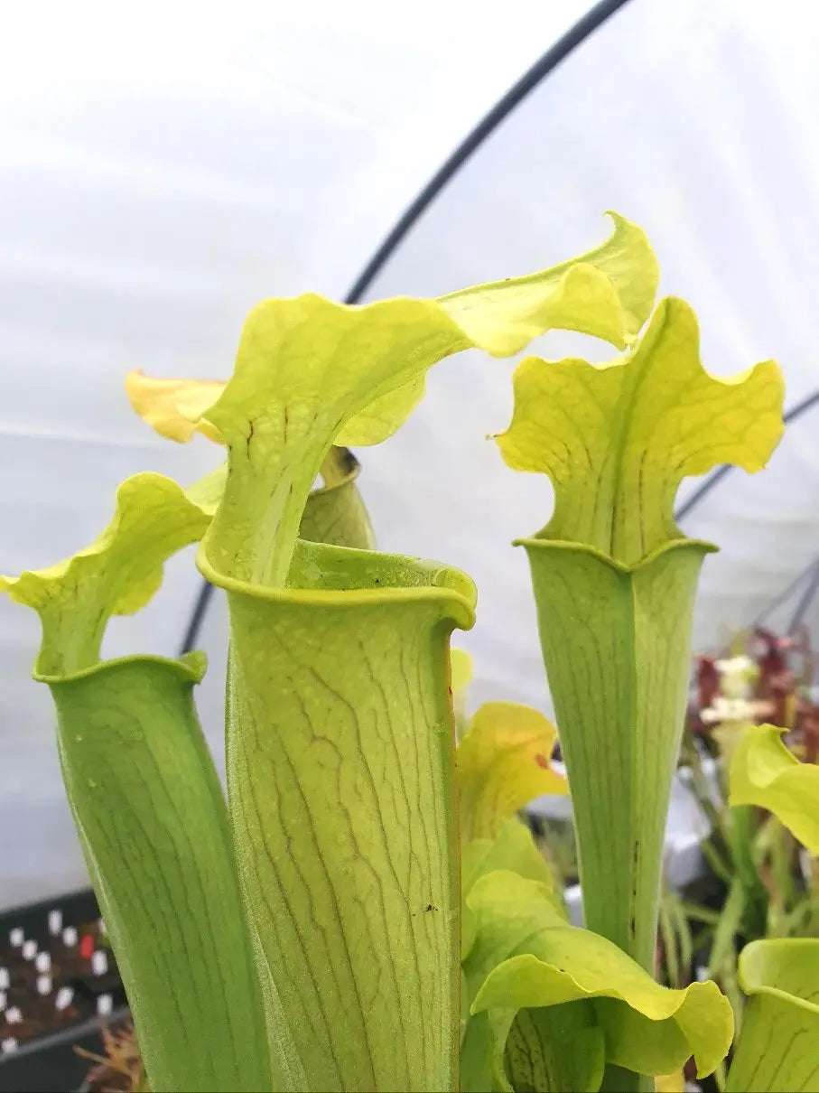 Sarracenia rubra ssp. alabamensis CARNIVORE DE SOLOGNE