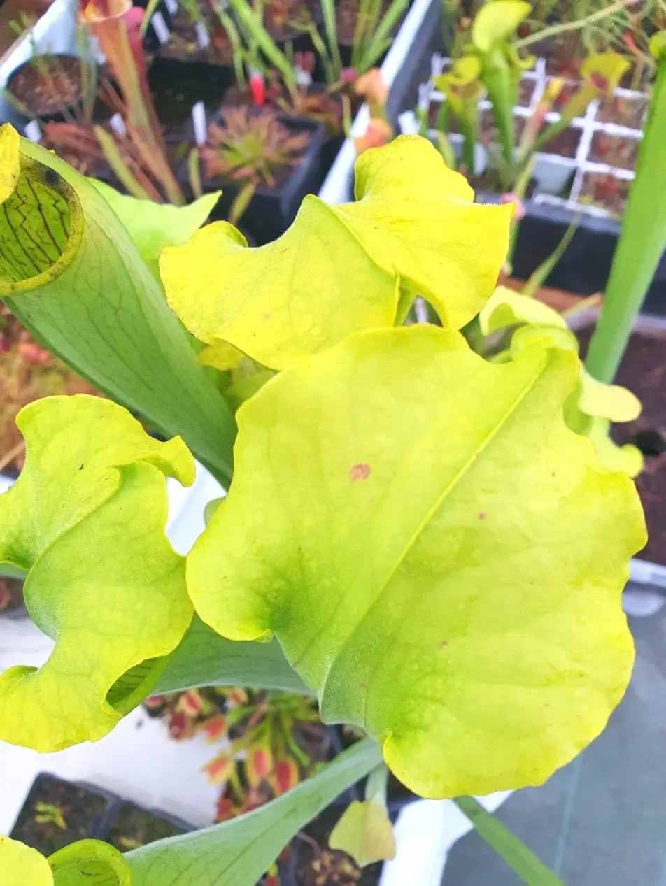 Sarracenia rubra ssp. alabamensis CARNIVORE DE SOLOGNE