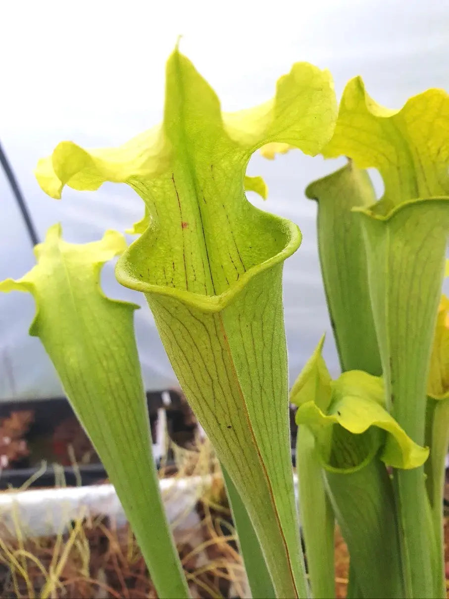 Sarracenia rubra ssp. alabamensis CARNIVORE DE SOLOGNE