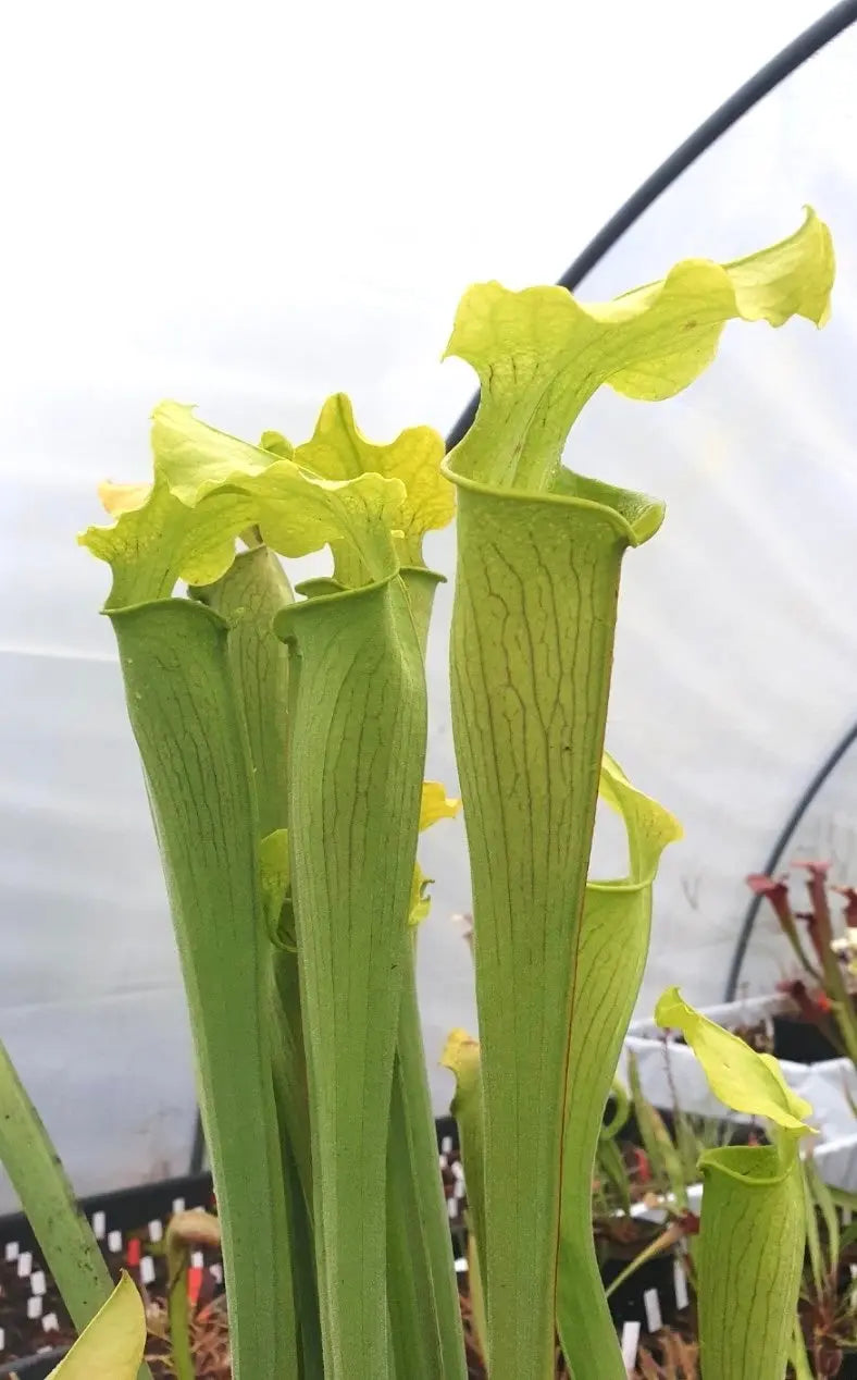 Sarracenia rubra ssp. alabamensis CARNIVORE DE SOLOGNE