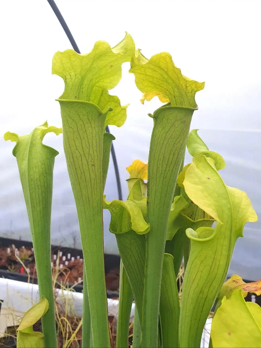 Sarracenia rubra ssp. alabamensis CARNIVORE DE SOLOGNE