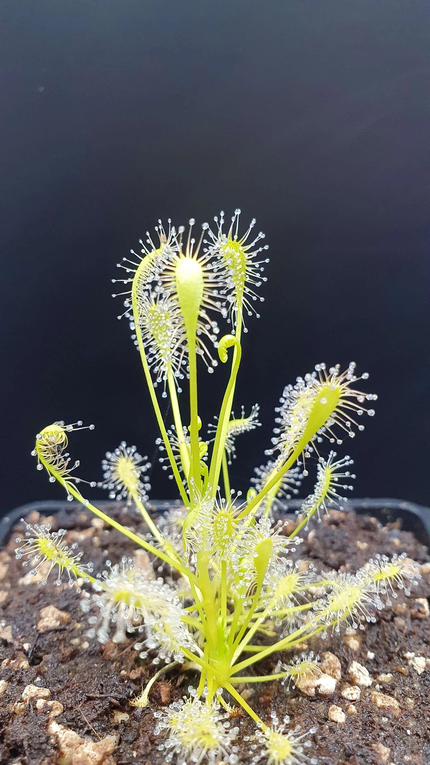 Drosera intermedia "All Green", North Carolina CARNIVORE DE SOLOGNE