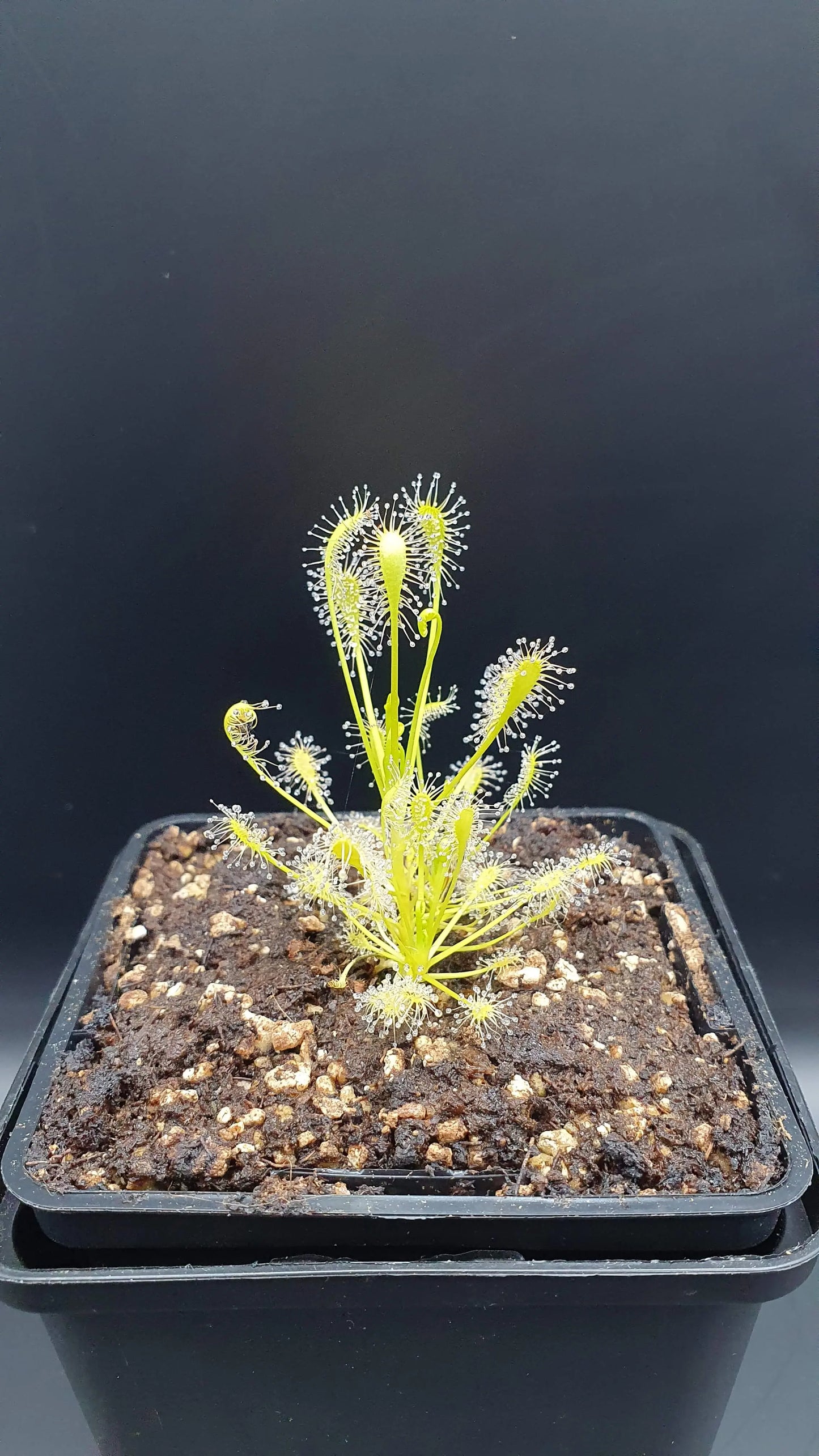 Drosera intermedia "All Green", North Carolina CARNIVORE DE SOLOGNE