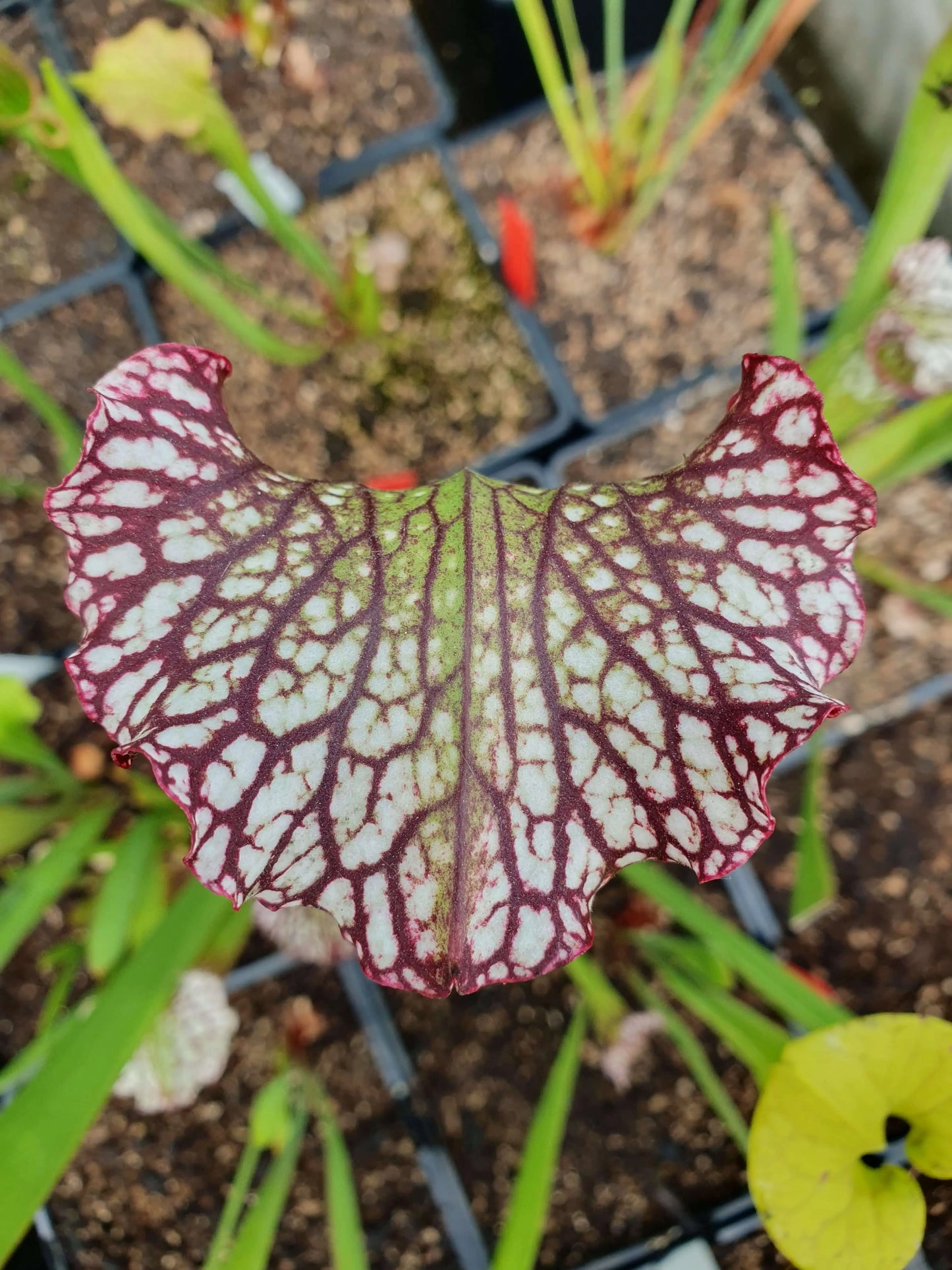 Sarracenia 'Bella' CARNIVORE DE SOLOGNE