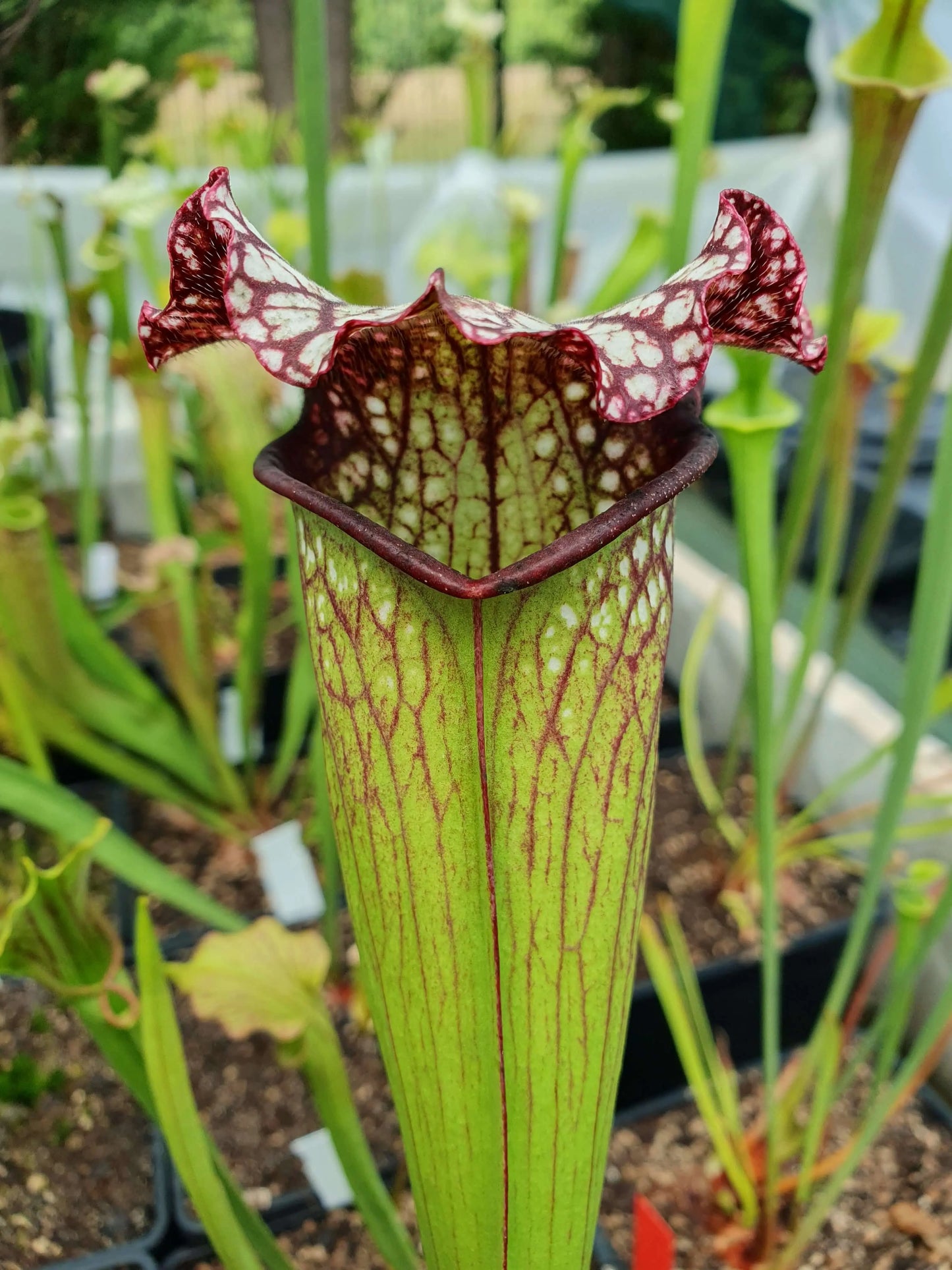 Sarracenia 'Bella' CARNIVORE DE SOLOGNE