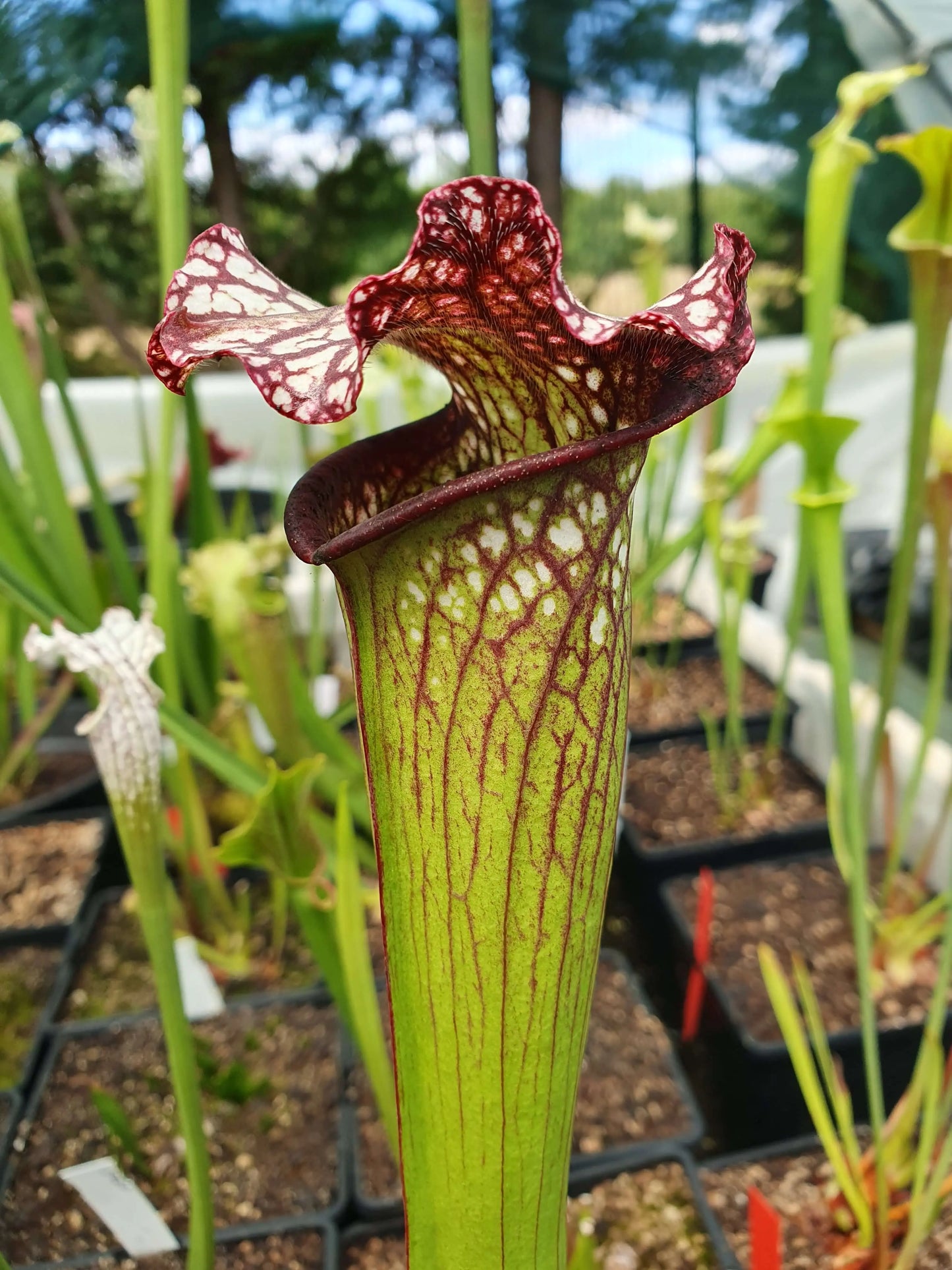 Sarracenia 'Bella' CARNIVORE DE SOLOGNE