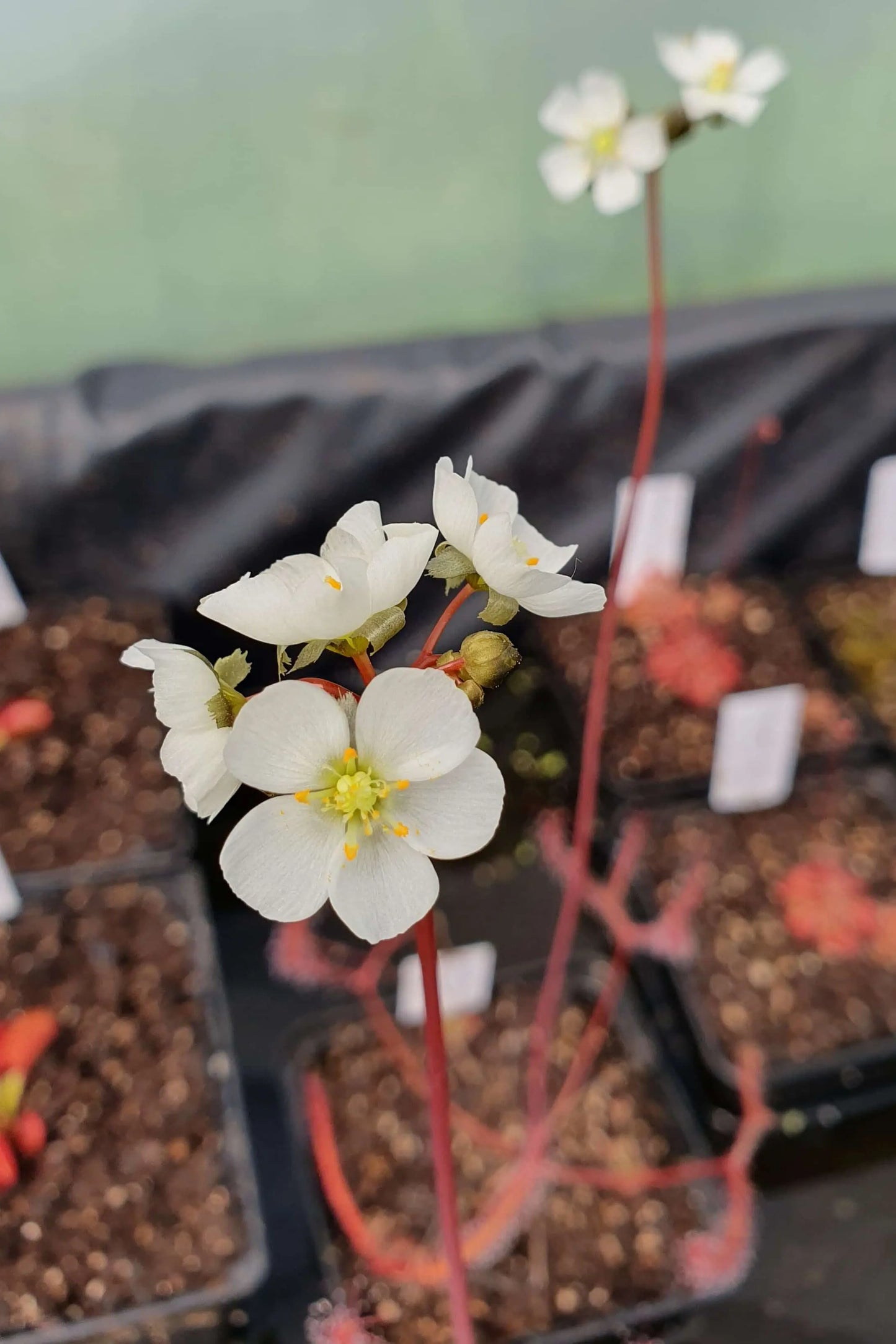 Drosera binata var. dichotoma "Small" CARNIVORE DE SOLOGNE