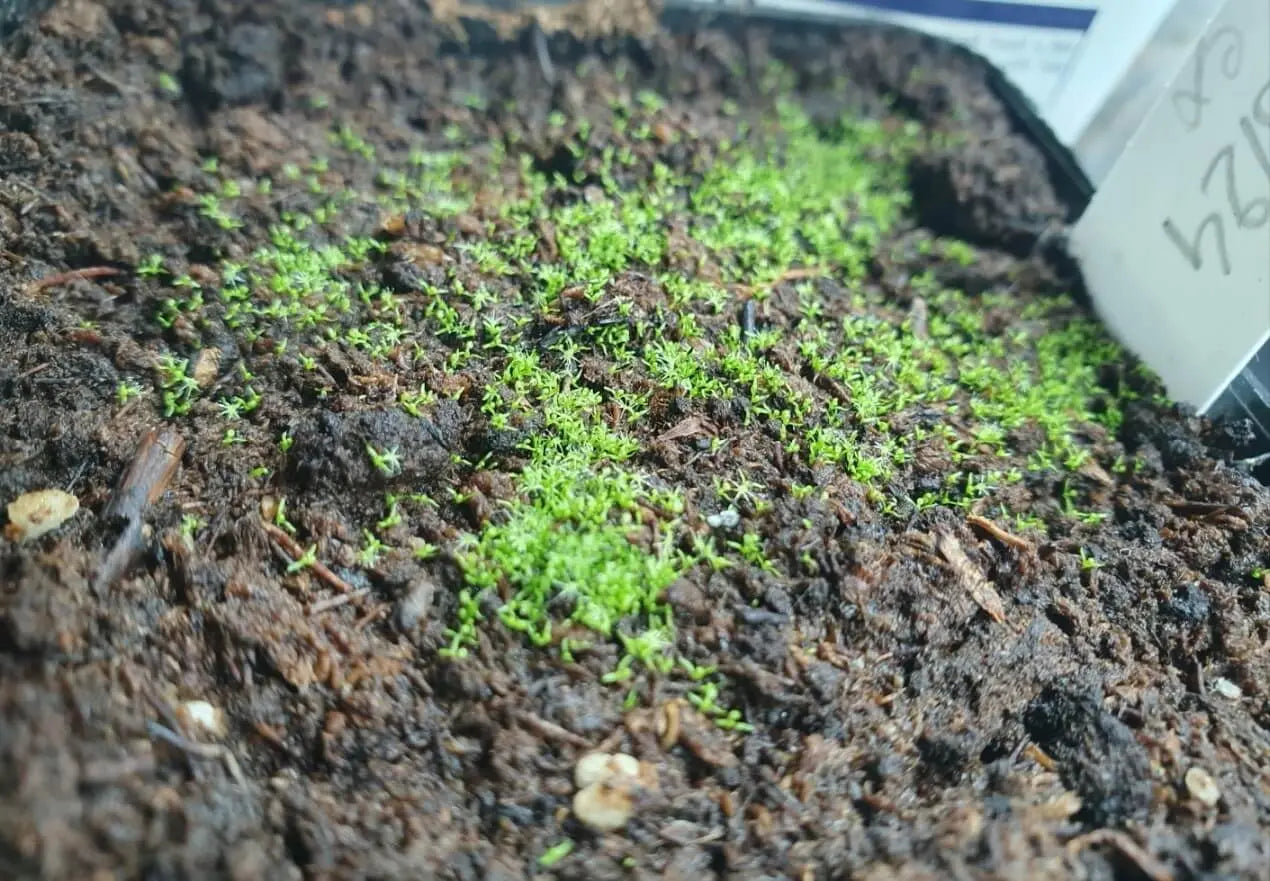 Graines de Drosera capensis 'Albino' CARNIVORE DE SOLOGNE