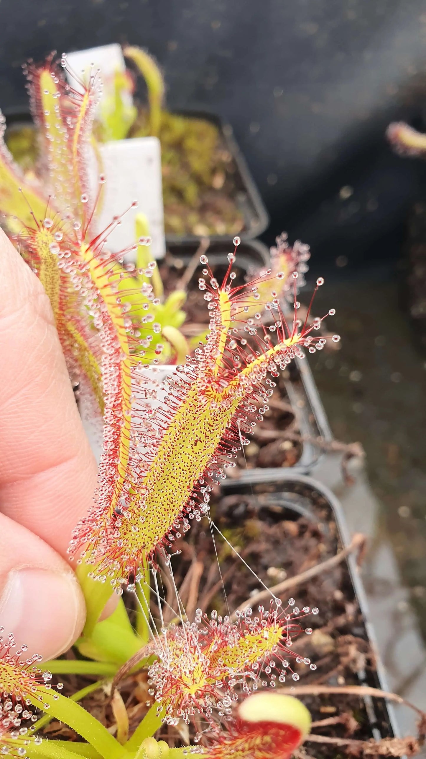Drosera capensis "Crested" CARNIVORE DE SOLOGNE