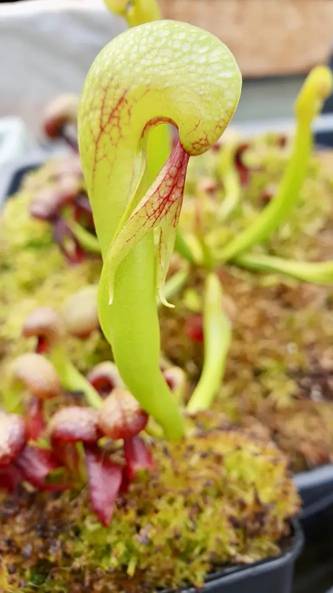 Darlingtonia californica CARNIVORE DE SOLOGNE