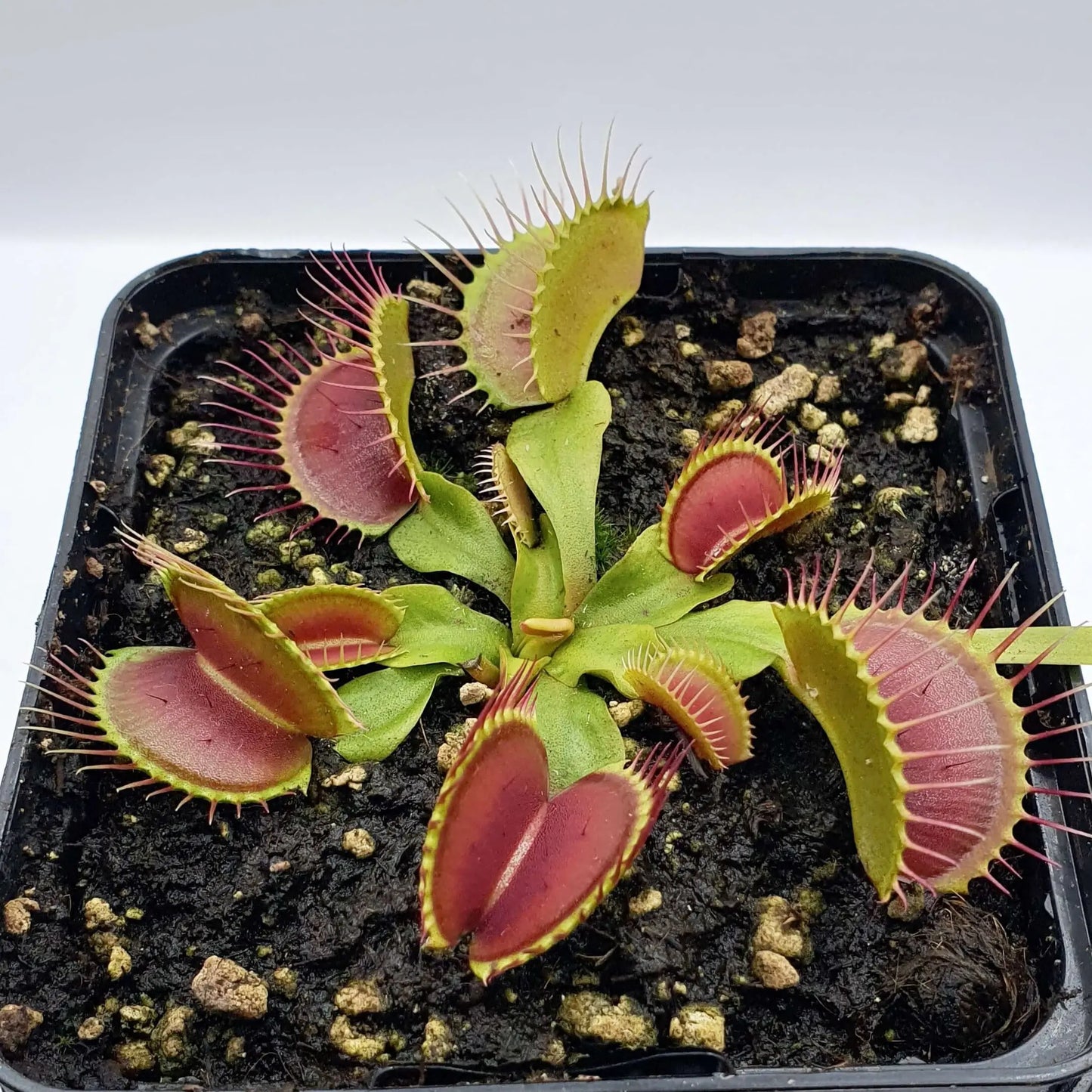Dionaea muscipula "Eyelashes" CARNIVORE DE SOLOGNE