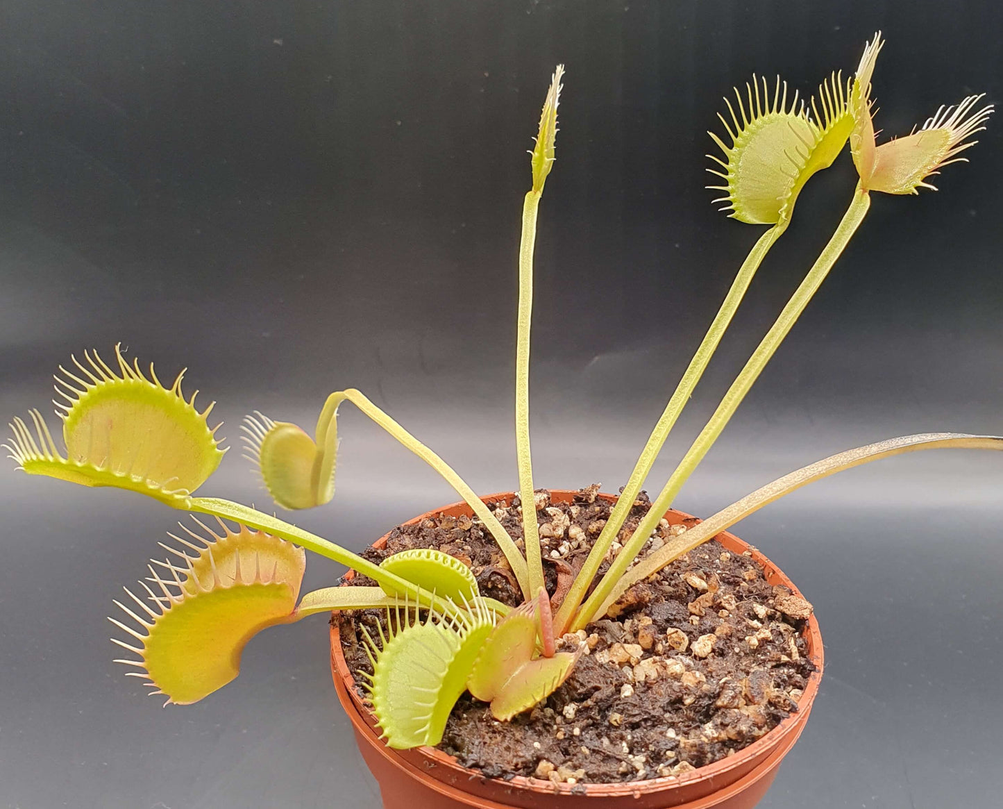 Dionaea muscipula "Filiformis Verte"