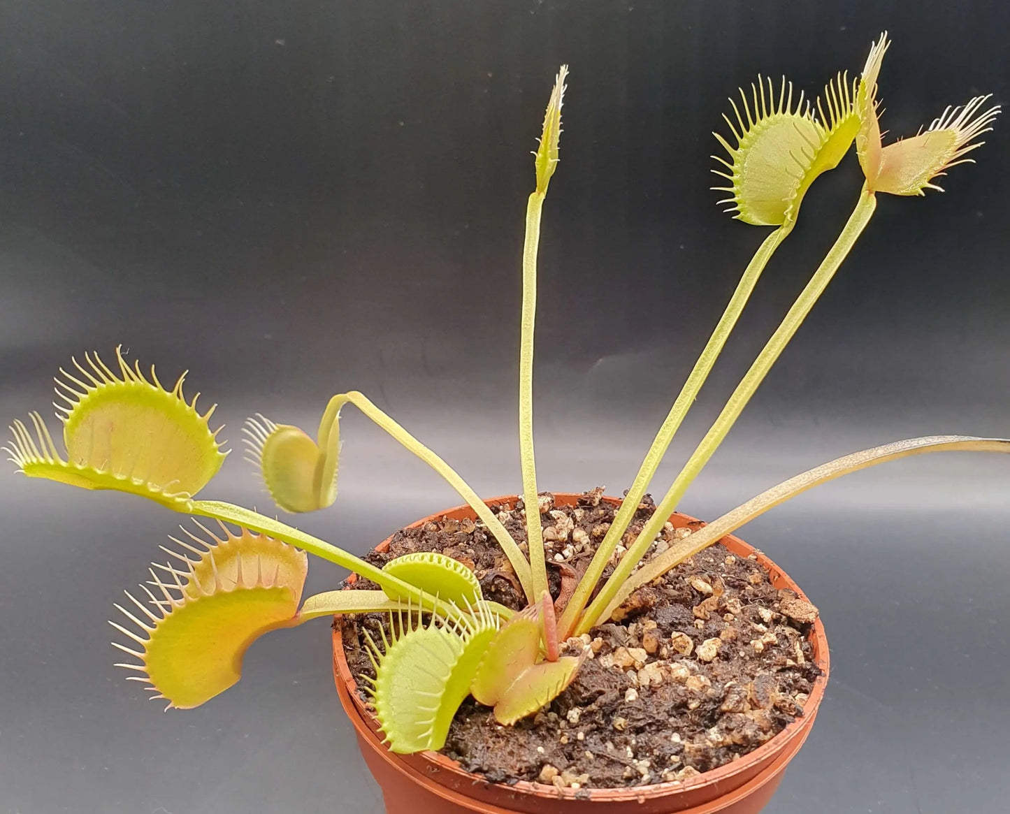 Plante carnivore Dionaea muscipula "Filiformis Verte" dans son pot