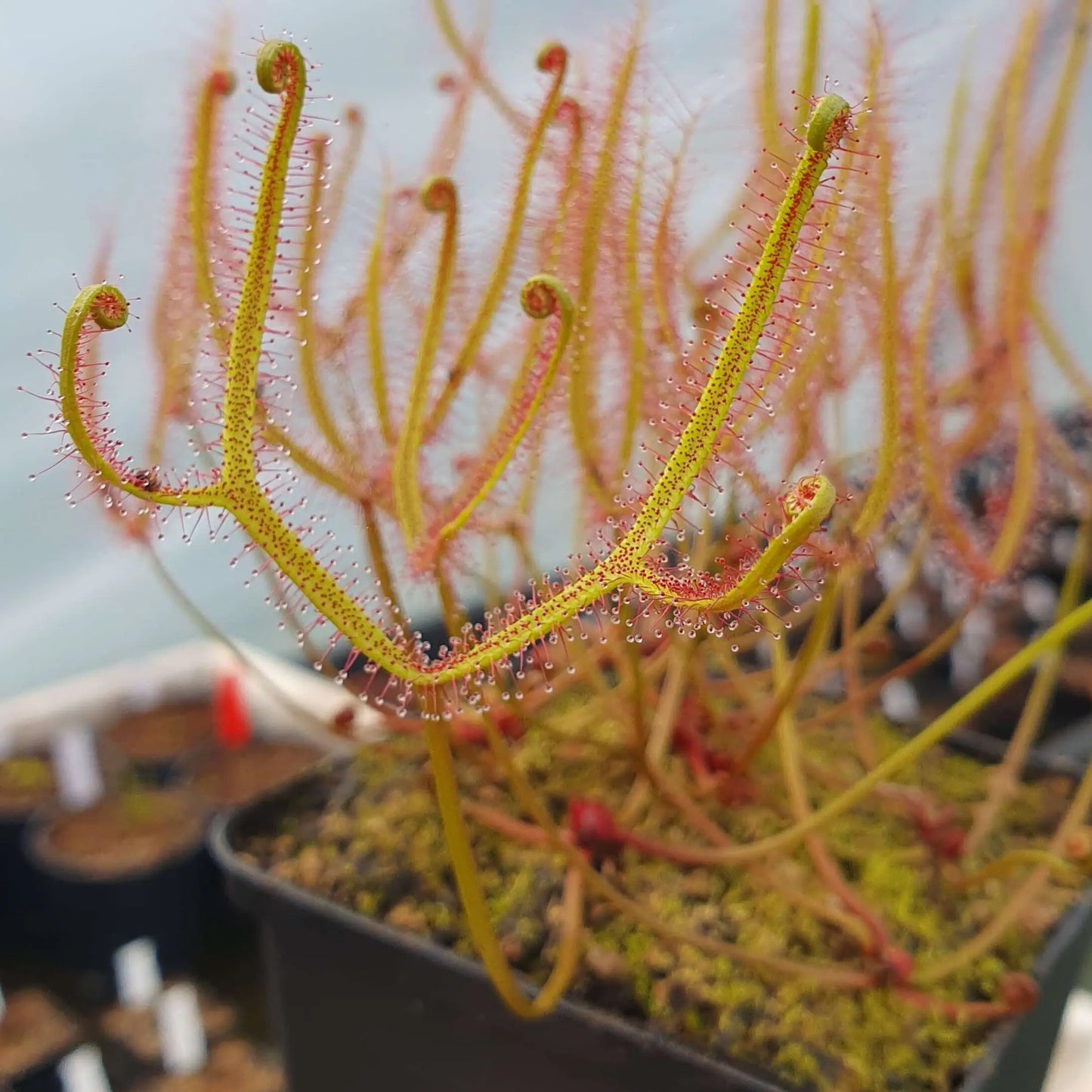 Drosera binata var. dichotoma "Small" CARNIVORE DE SOLOGNE