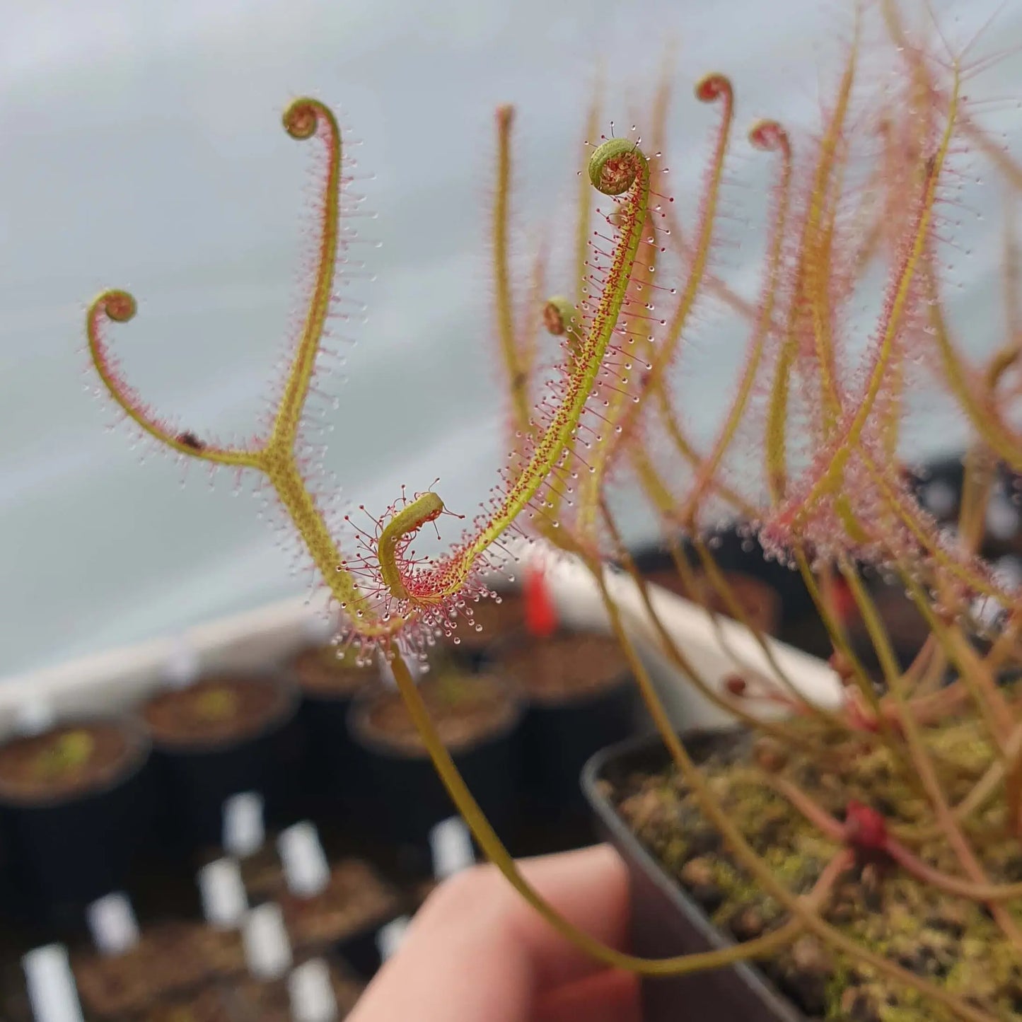 Drosera binata var. dichotoma "Small" CARNIVORE DE SOLOGNE
