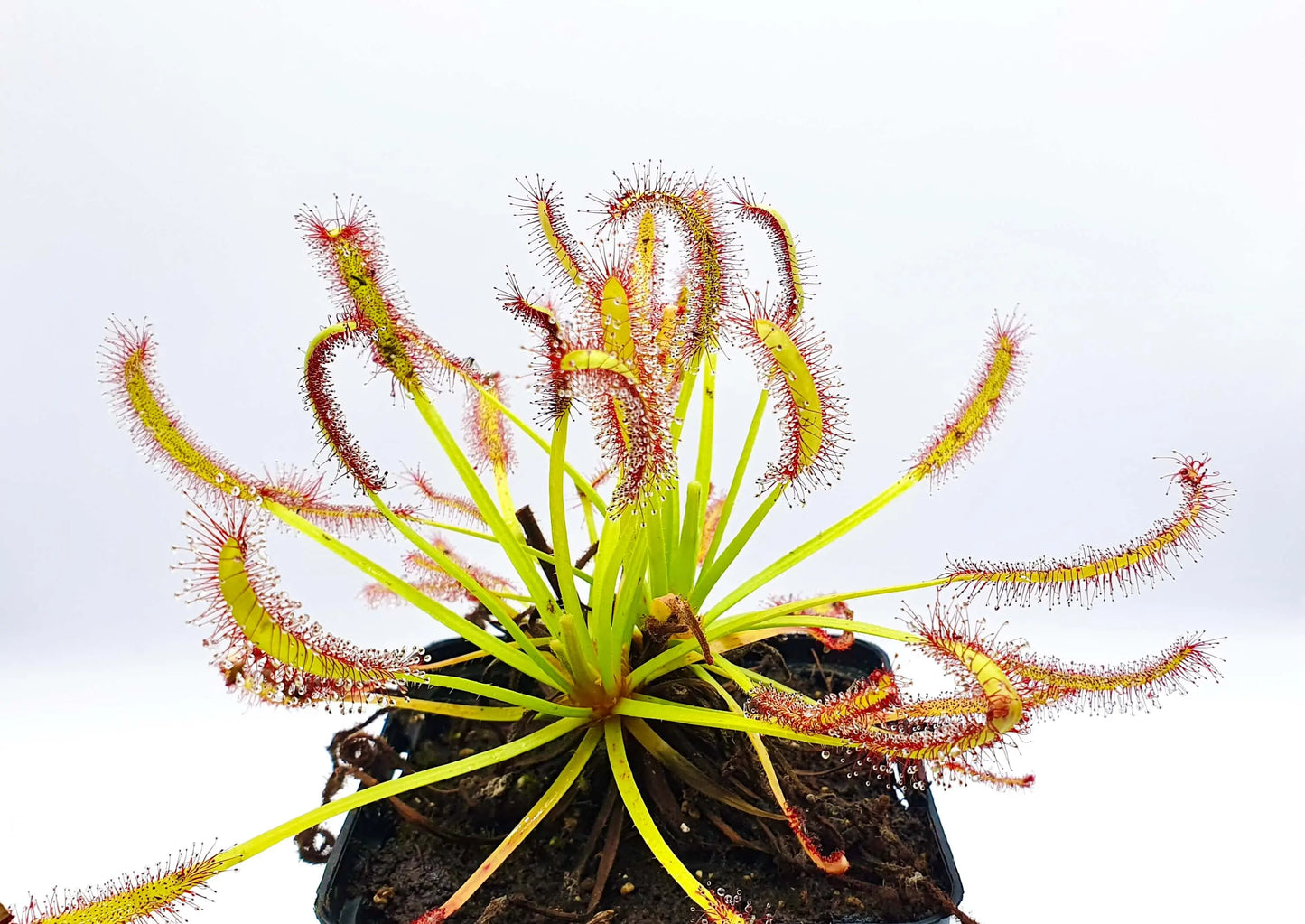 Drosera capensis "Stellenbosch" CARNIVORE DE SOLOGNE