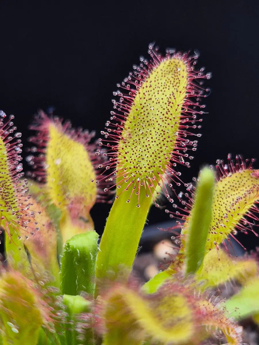 Drosera x 'Hercules' CARNIVORE DE SOLOGNE