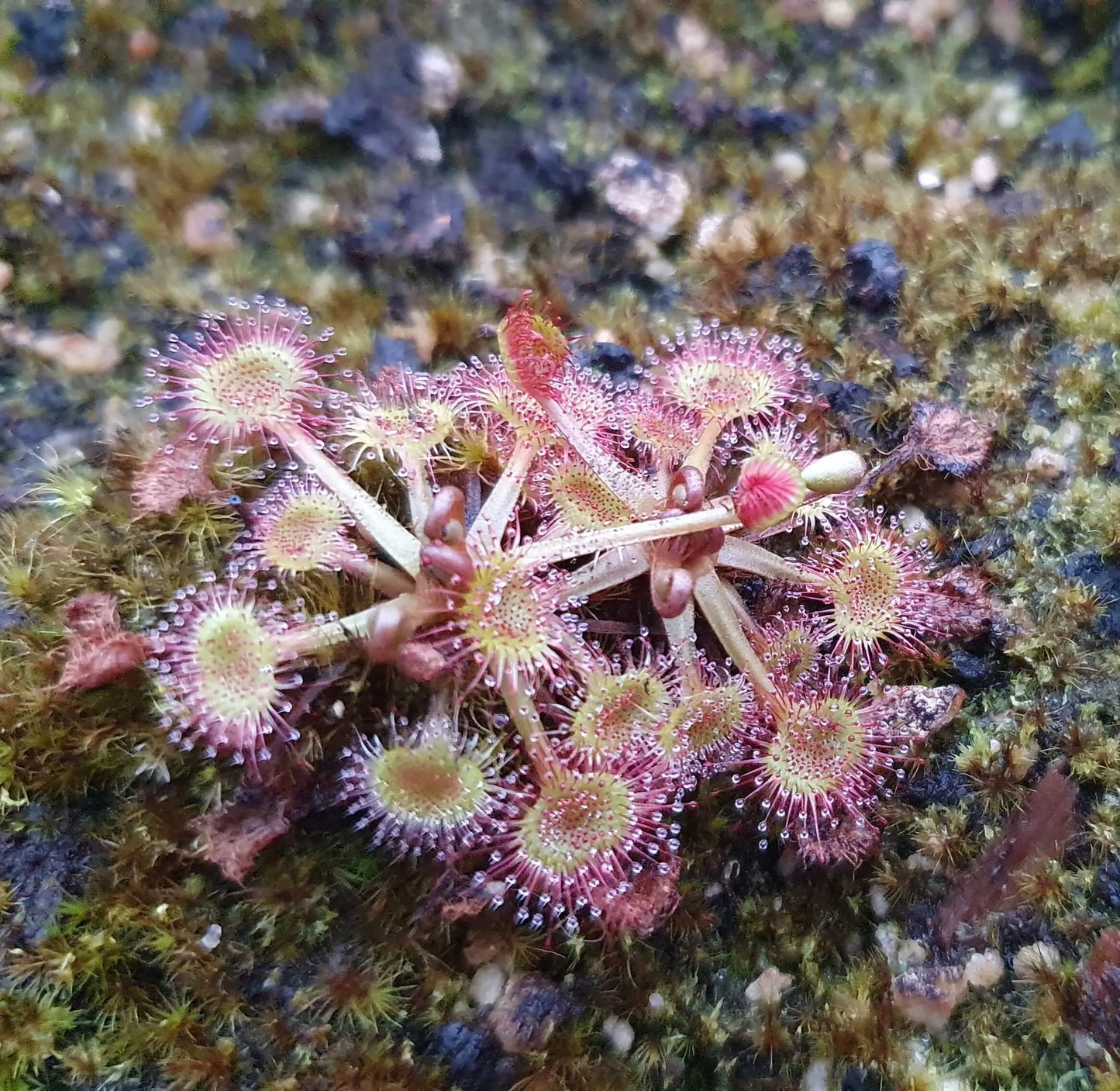 Drosera rotundifolia CARNIVORE DE SOLOGNE