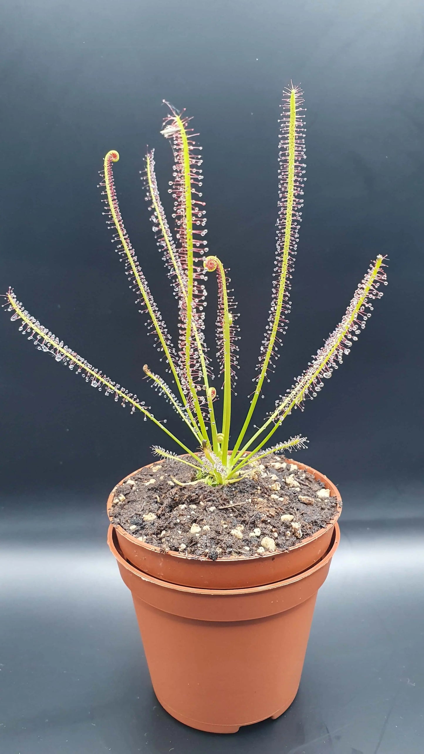 Drosera x hybrida CARNIVORE DE SOLOGNE