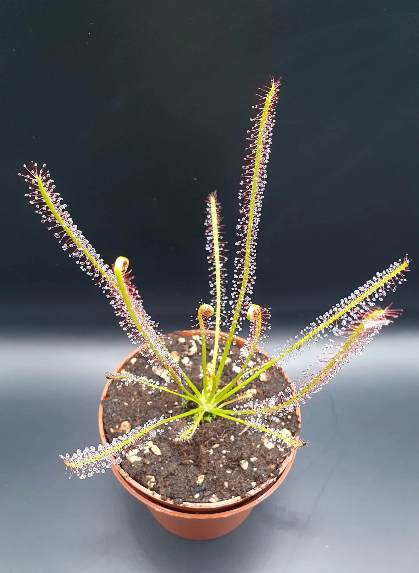 Drosera x hybrida CARNIVORE DE SOLOGNE