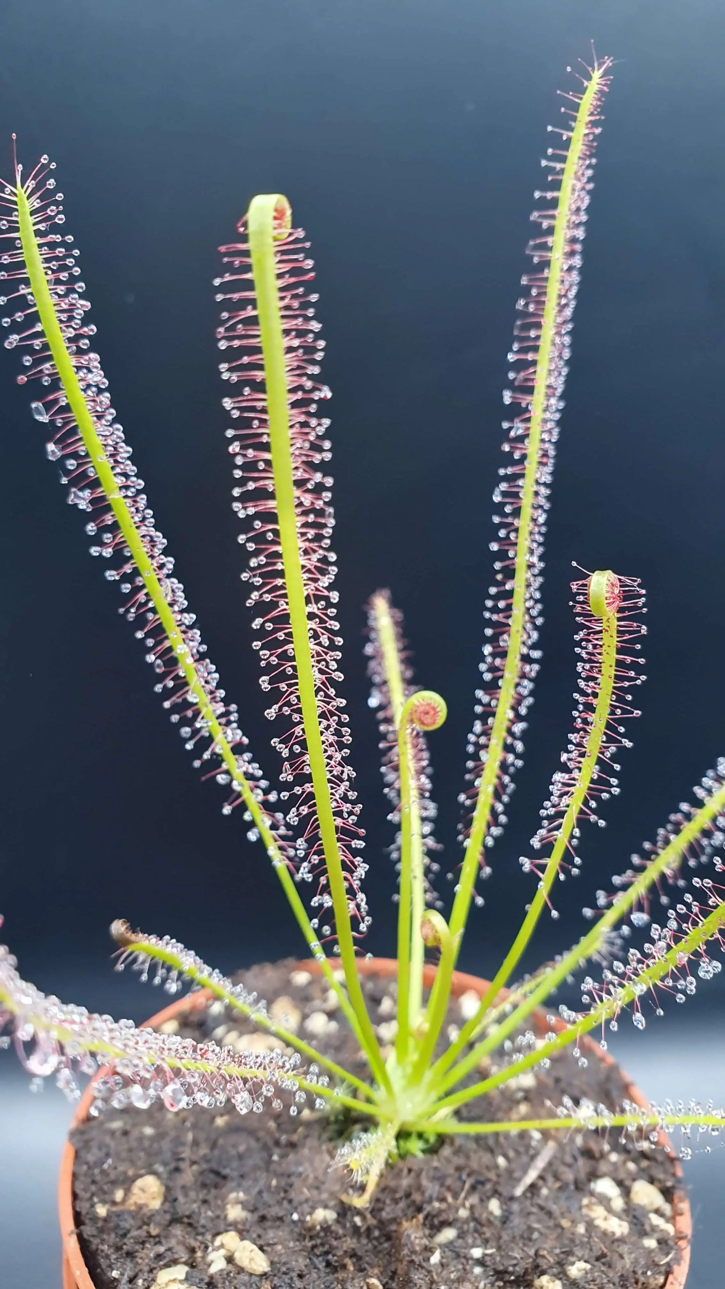 Drosera x hybrida CARNIVORE DE SOLOGNE