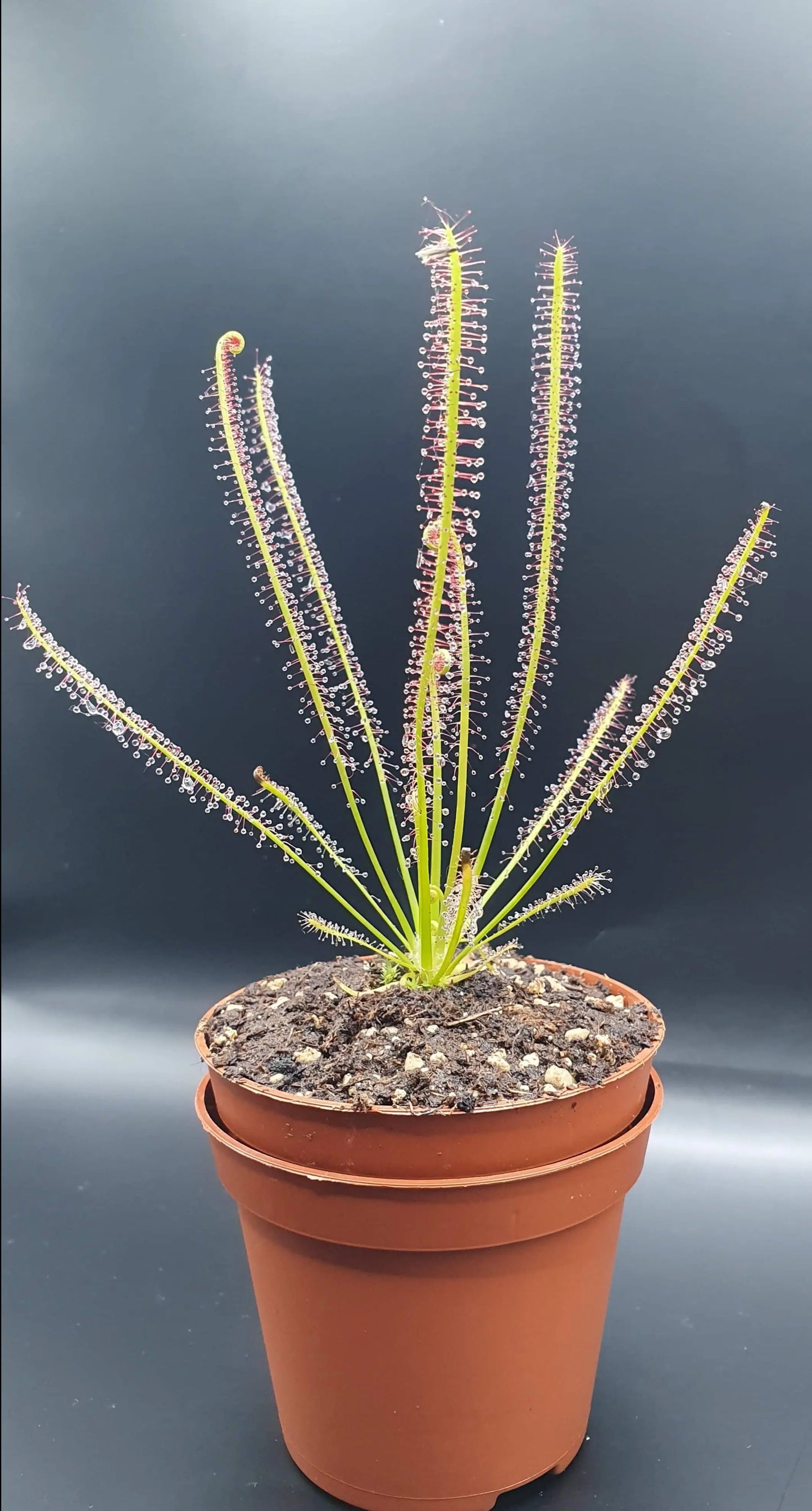 Drosera x hybrida CARNIVORE DE SOLOGNE