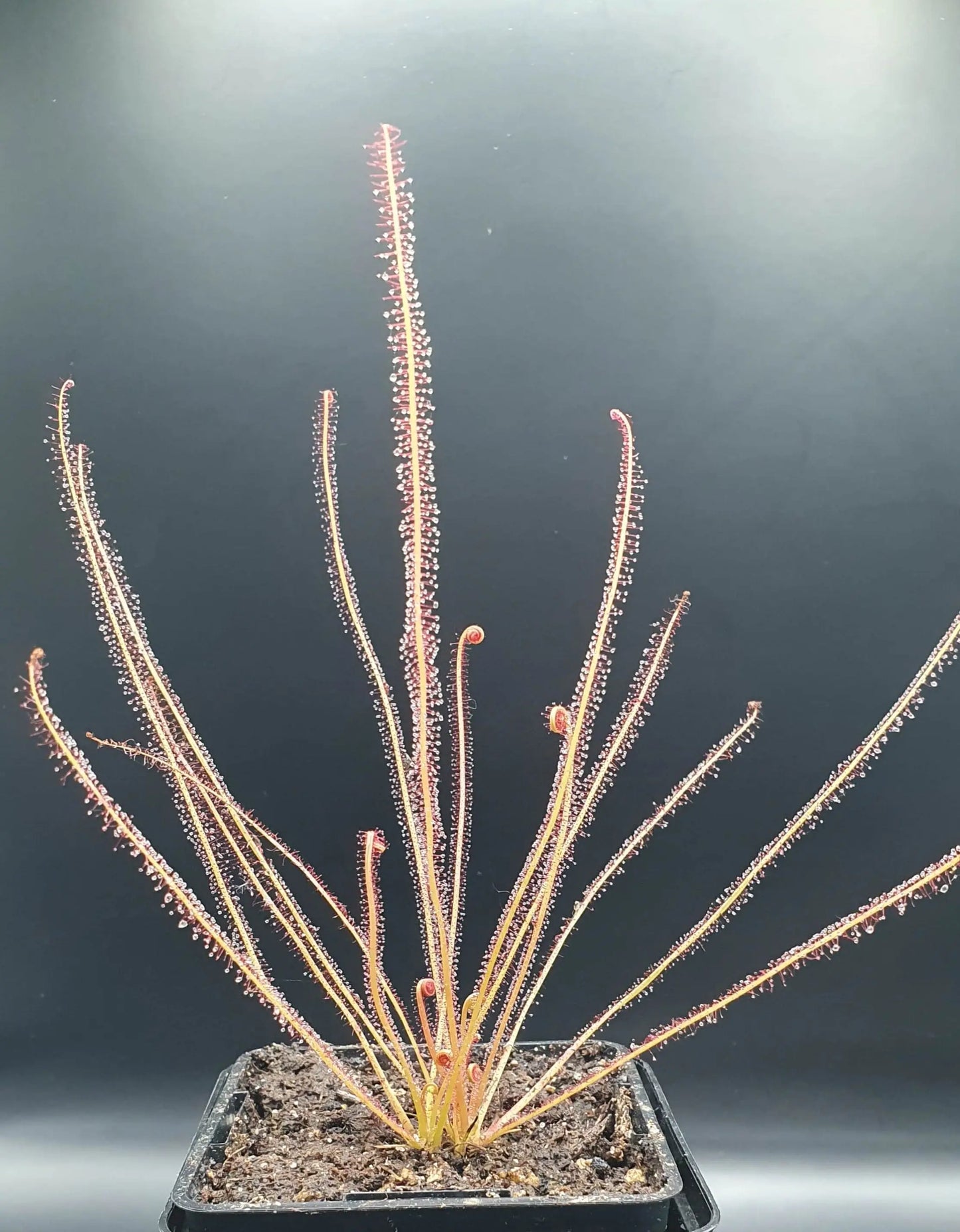 Drosera filiformis "All Red" CARNIVORE DE SOLOGNE
