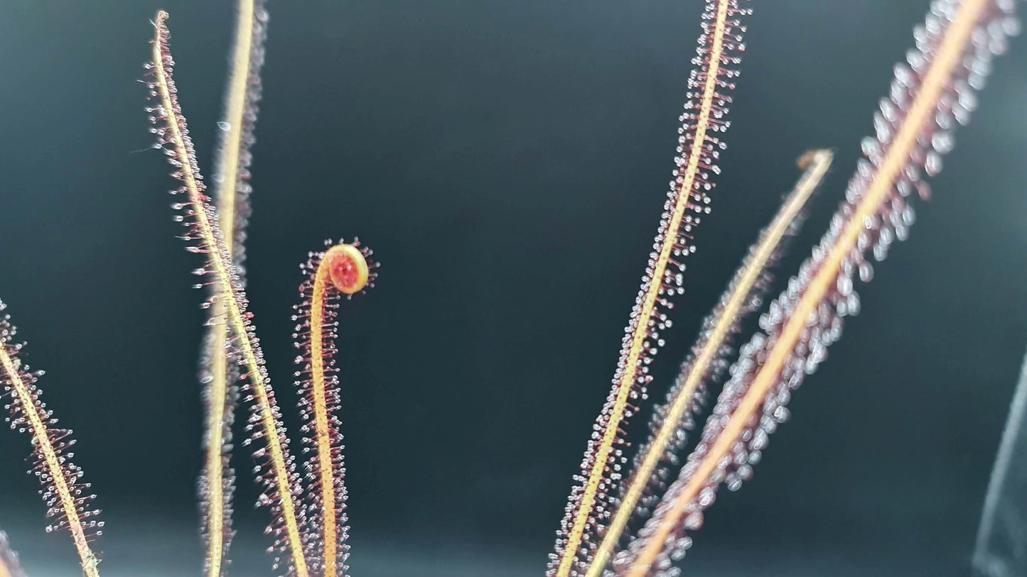 Drosera filiformis "All Red" CARNIVORE DE SOLOGNE