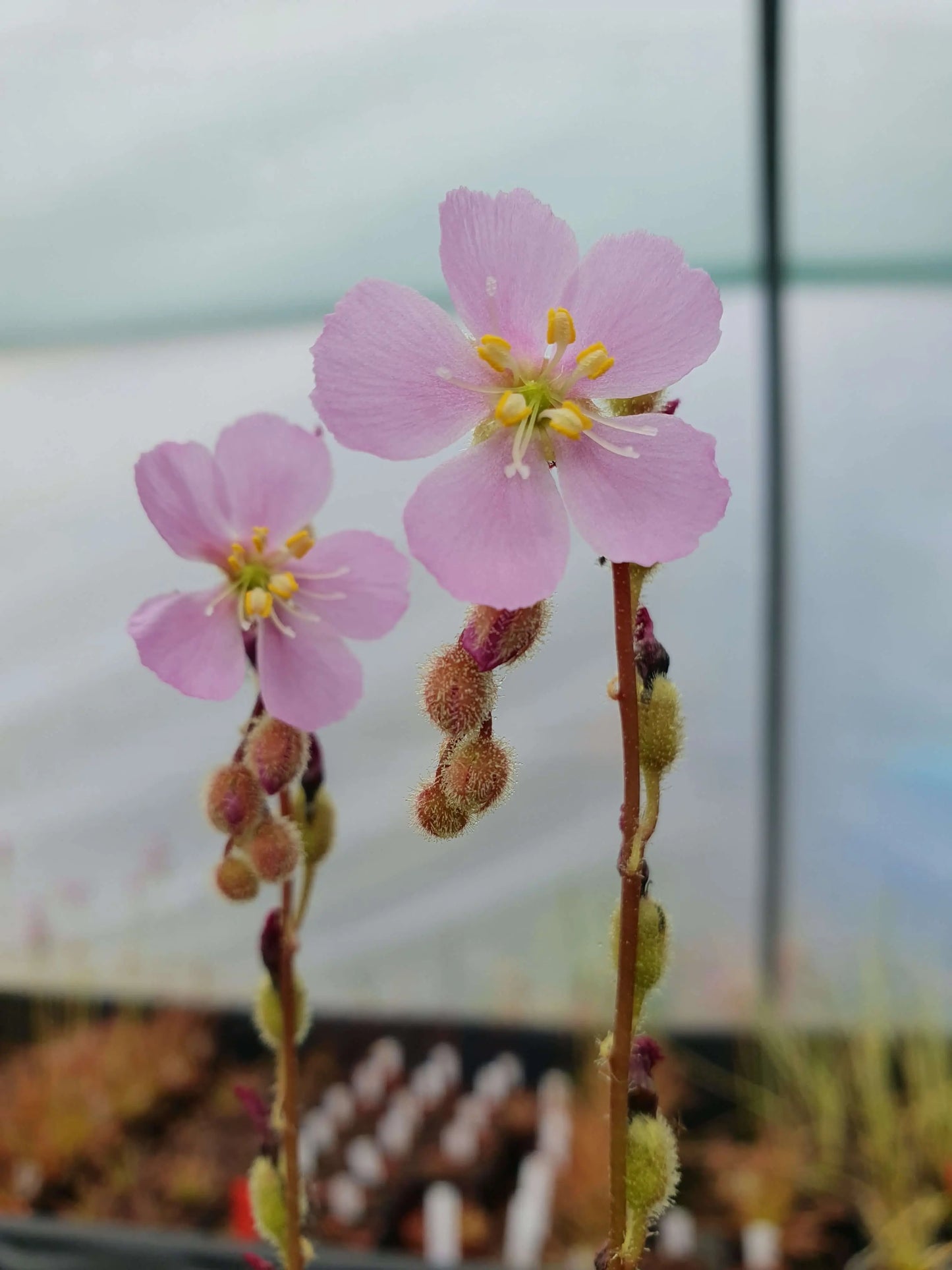 Drosera filiformis var. tracyi CARNIVORE DE SOLOGNE