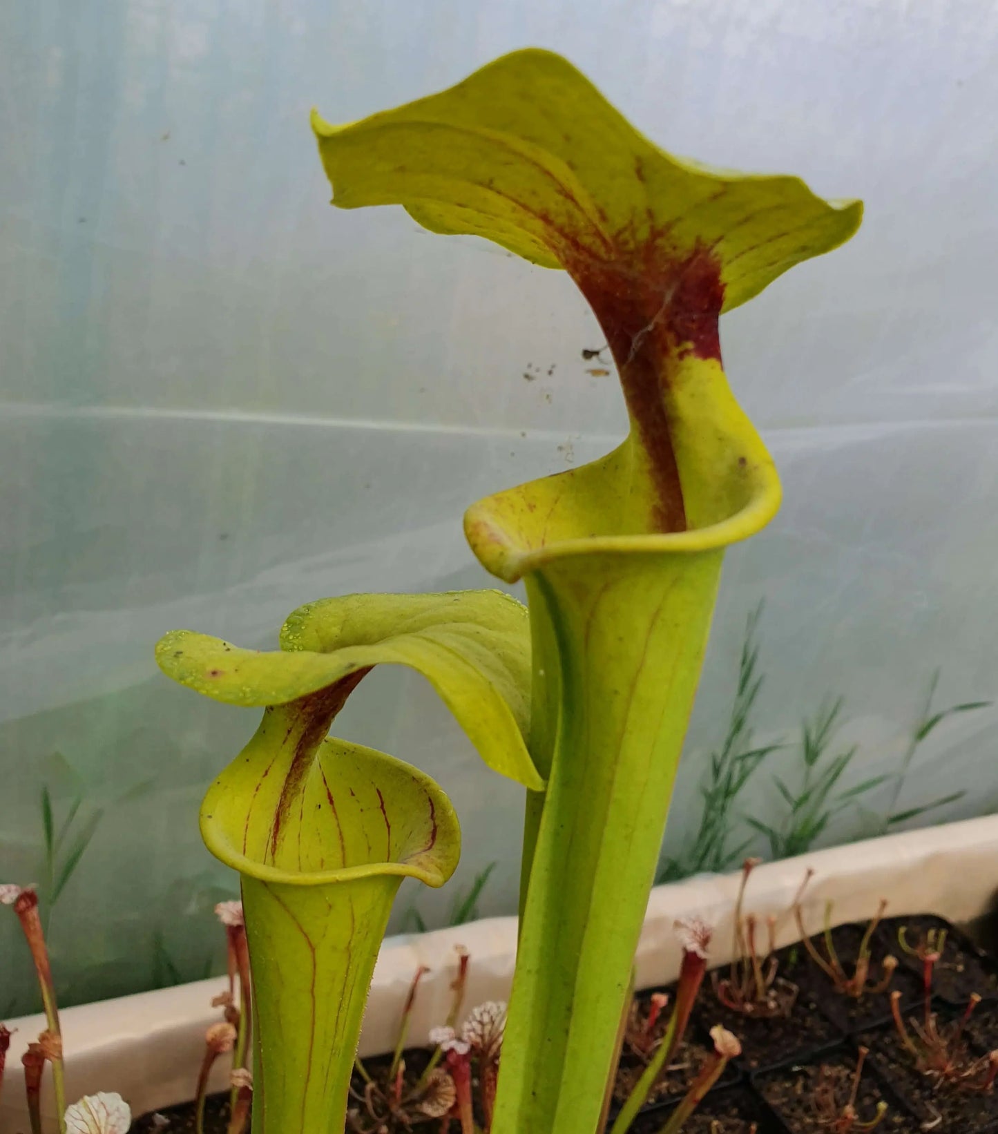 Sarracenia flava var. flava Purple Throat, Vanluyten CARNIVORE DE SOLOGNE