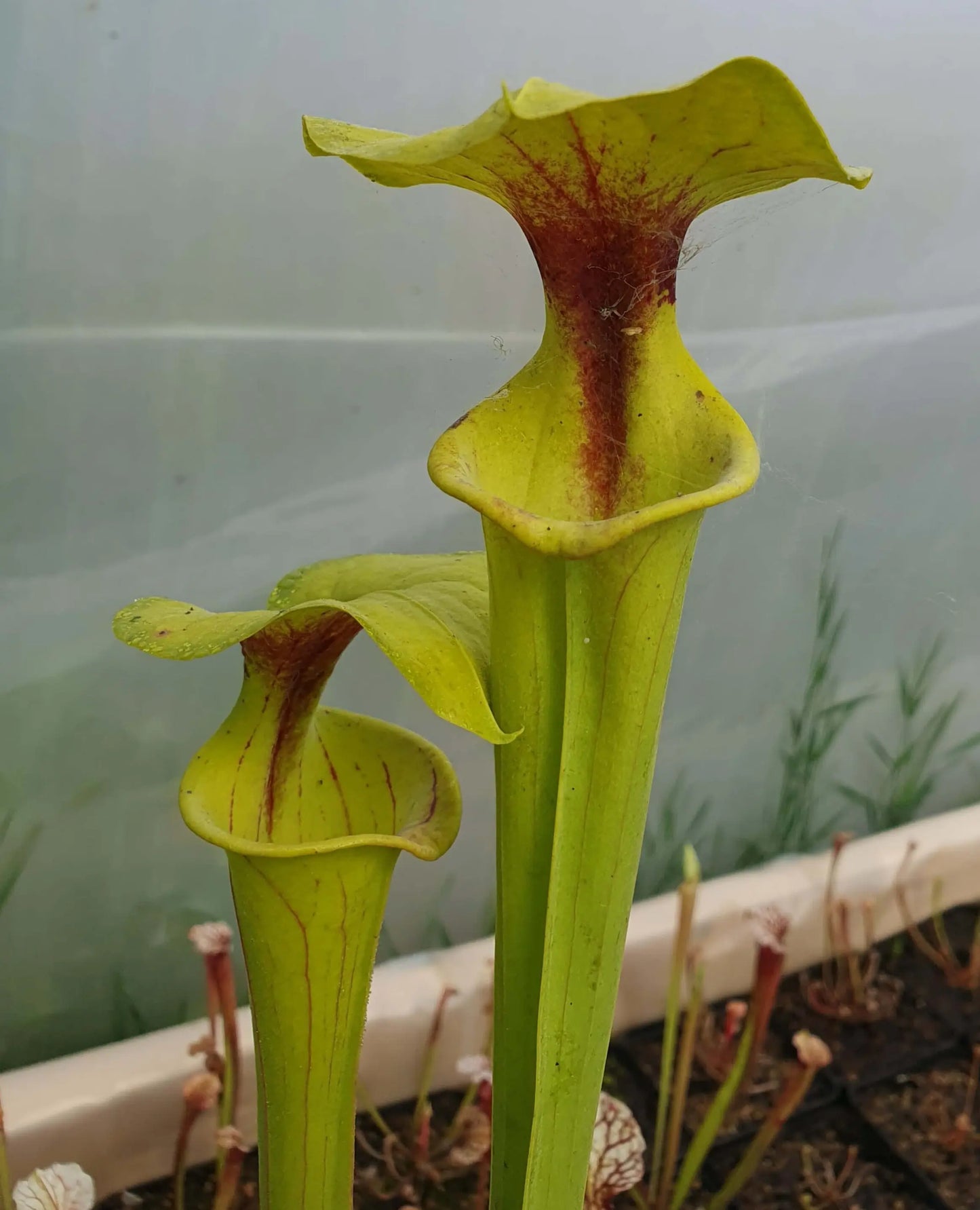 Sarracenia flava var. flava Purple Throat, Vanluyten CARNIVORE DE SOLOGNE