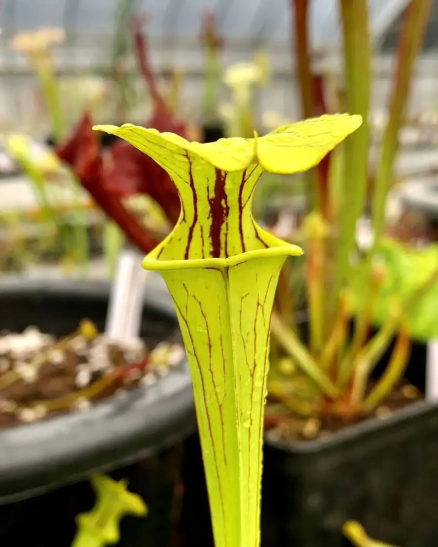 Sarracenia flava CARNIVORE DE SOLOGNE