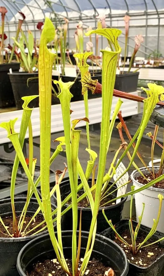 Sarracenia flava CARNIVORE DE SOLOGNE
