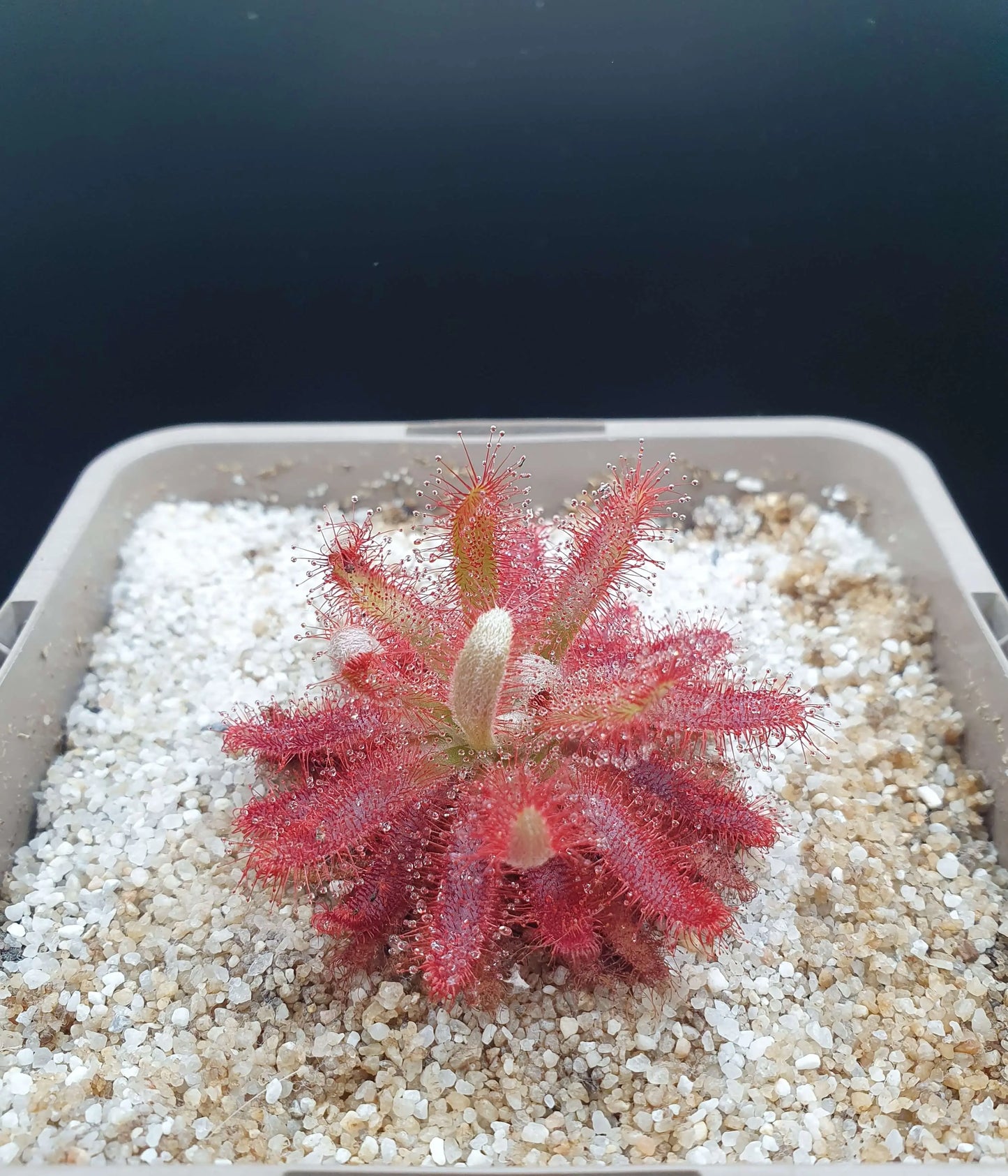 Drosera graomogolensis CARNIVORE DE SOLOGNE