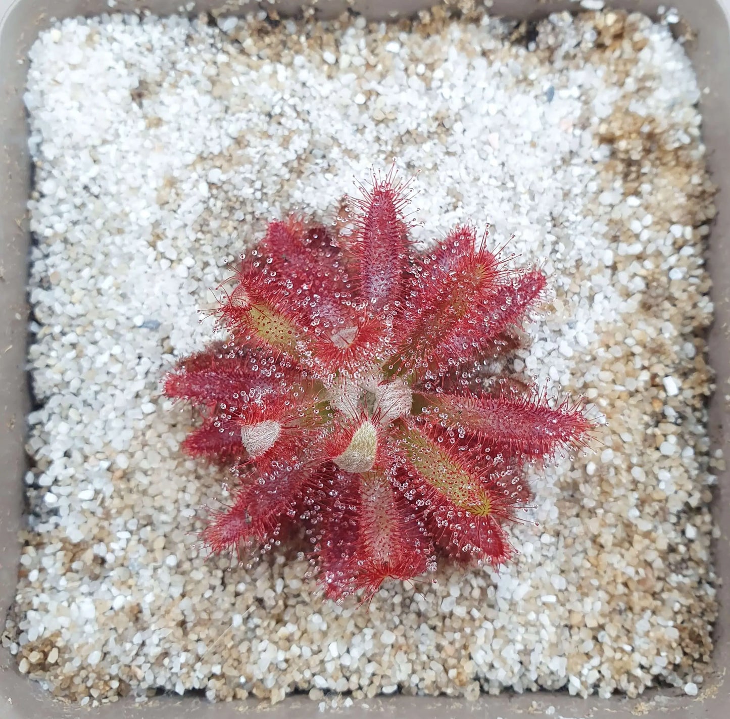 Drosera graomogolensis CARNIVORE DE SOLOGNE