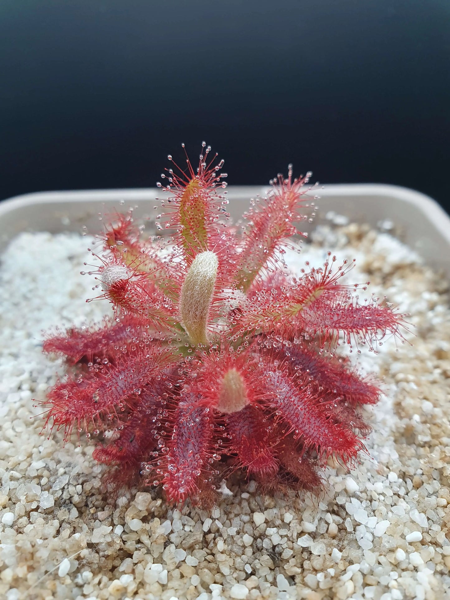 Drosera graomogolensis CARNIVORE DE SOLOGNE