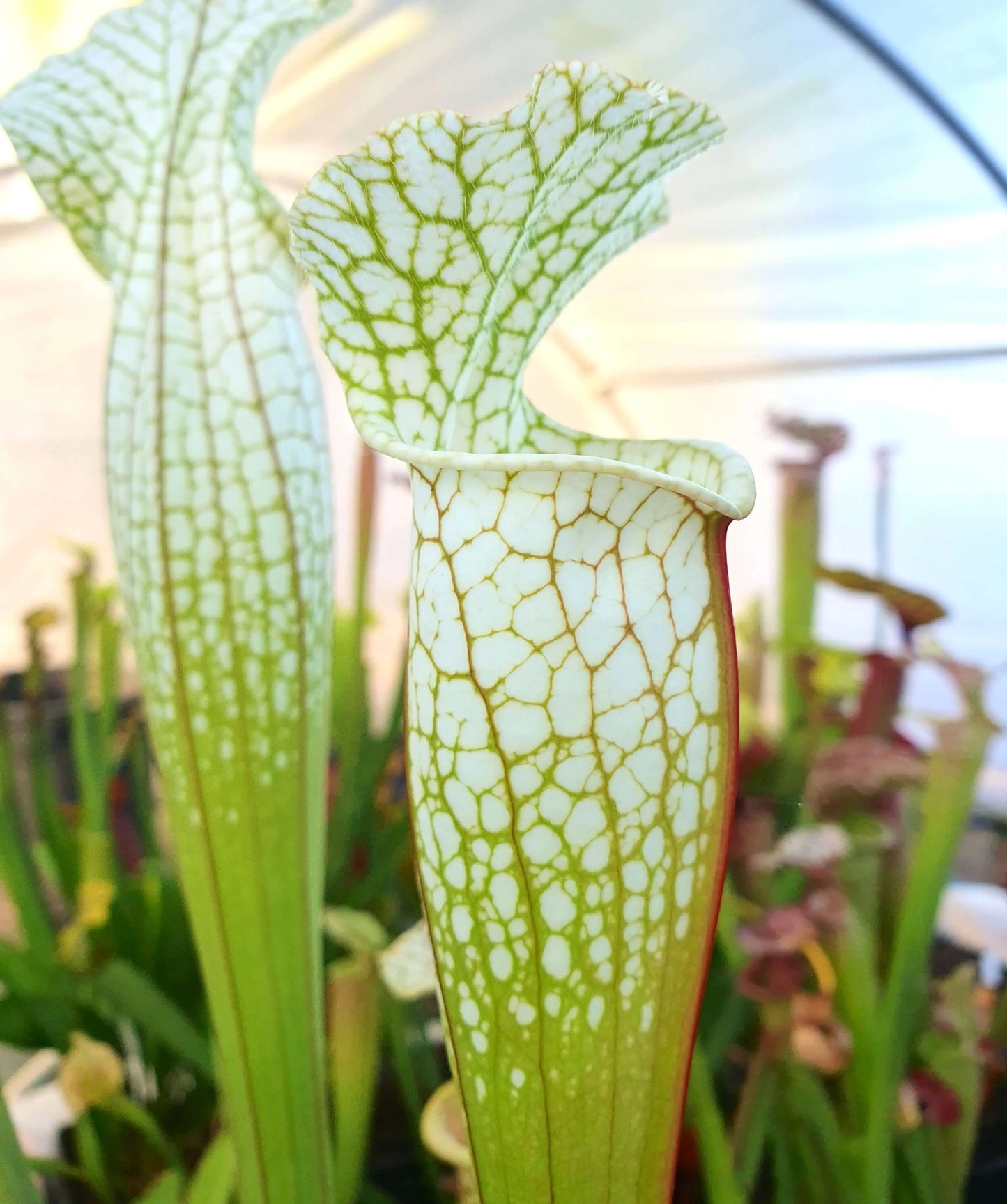 Sarracenia Hurricane Creek White clone F CARNIVORE DE SOLOGNE
