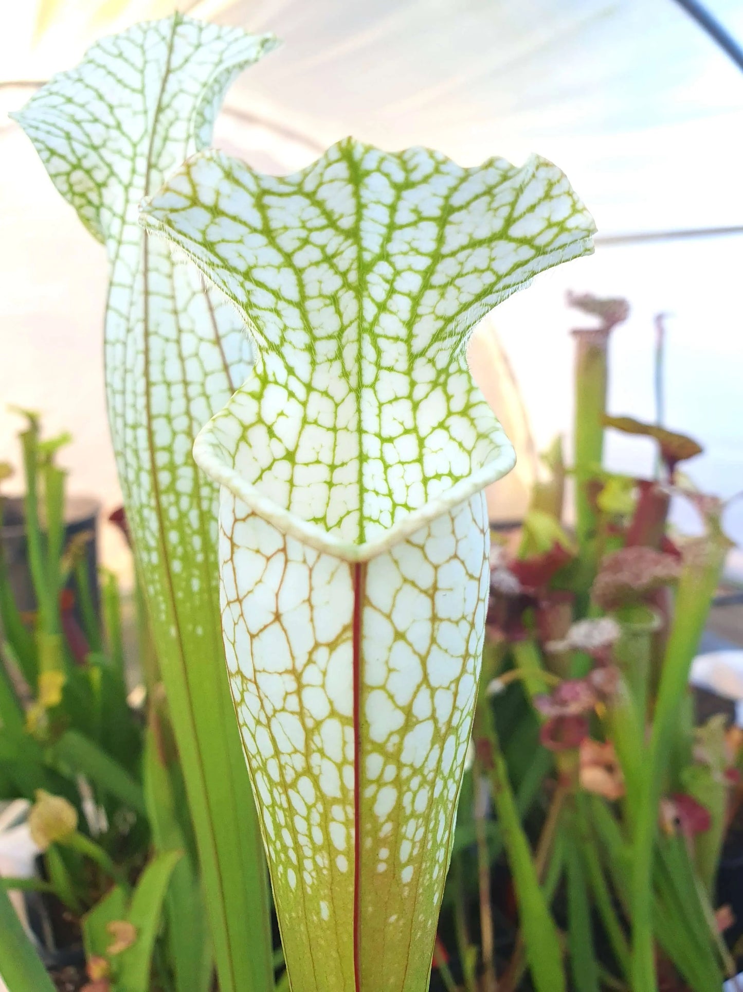 Sarracenia Hurricane Creek White clone F CARNIVORE DE SOLOGNE