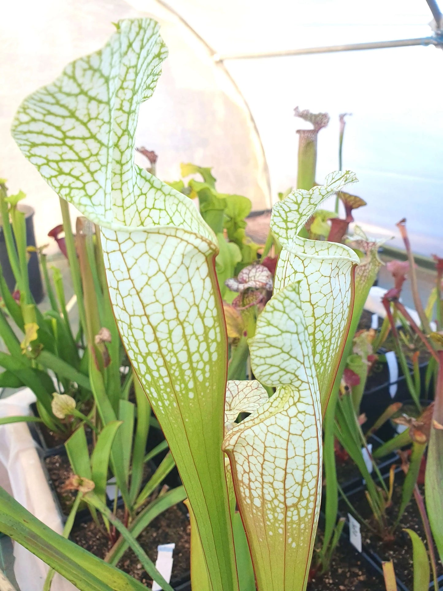 Sarracenia Hurricane Creek White clone F CARNIVORE DE SOLOGNE
