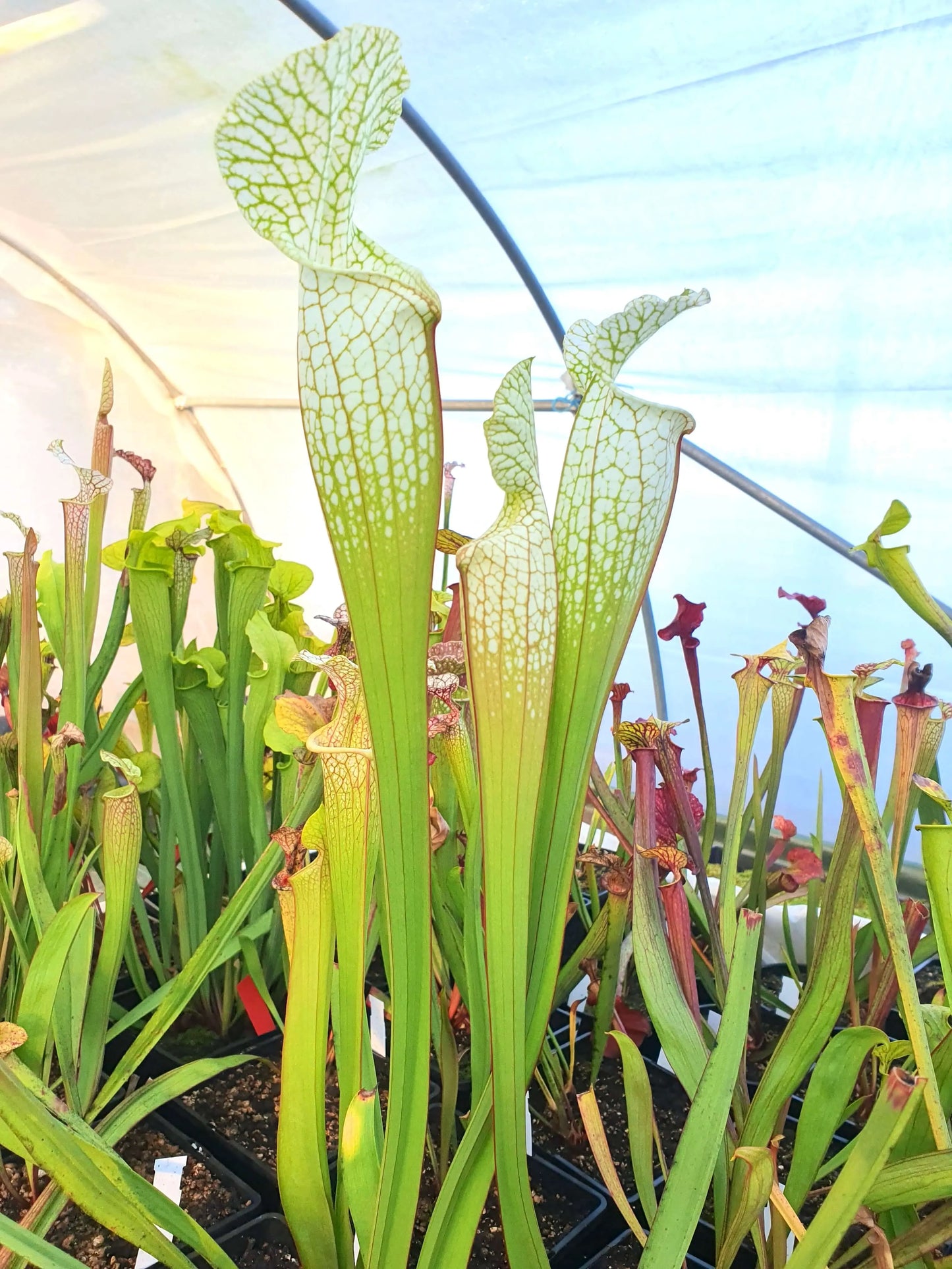 Sarracenia Hurricane Creek White clone F CARNIVORE DE SOLOGNE