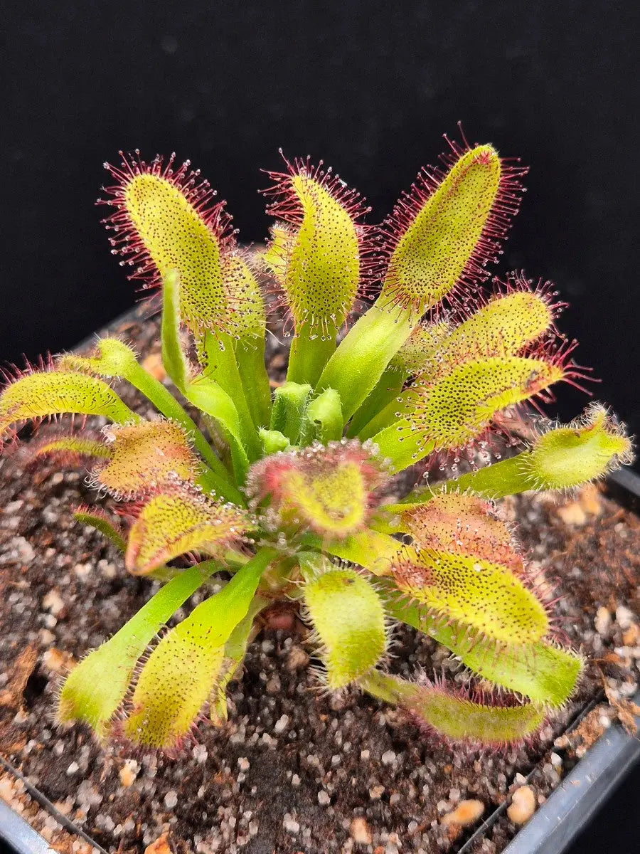 Drosera x 'Hercules' CARNIVORE DE SOLOGNE