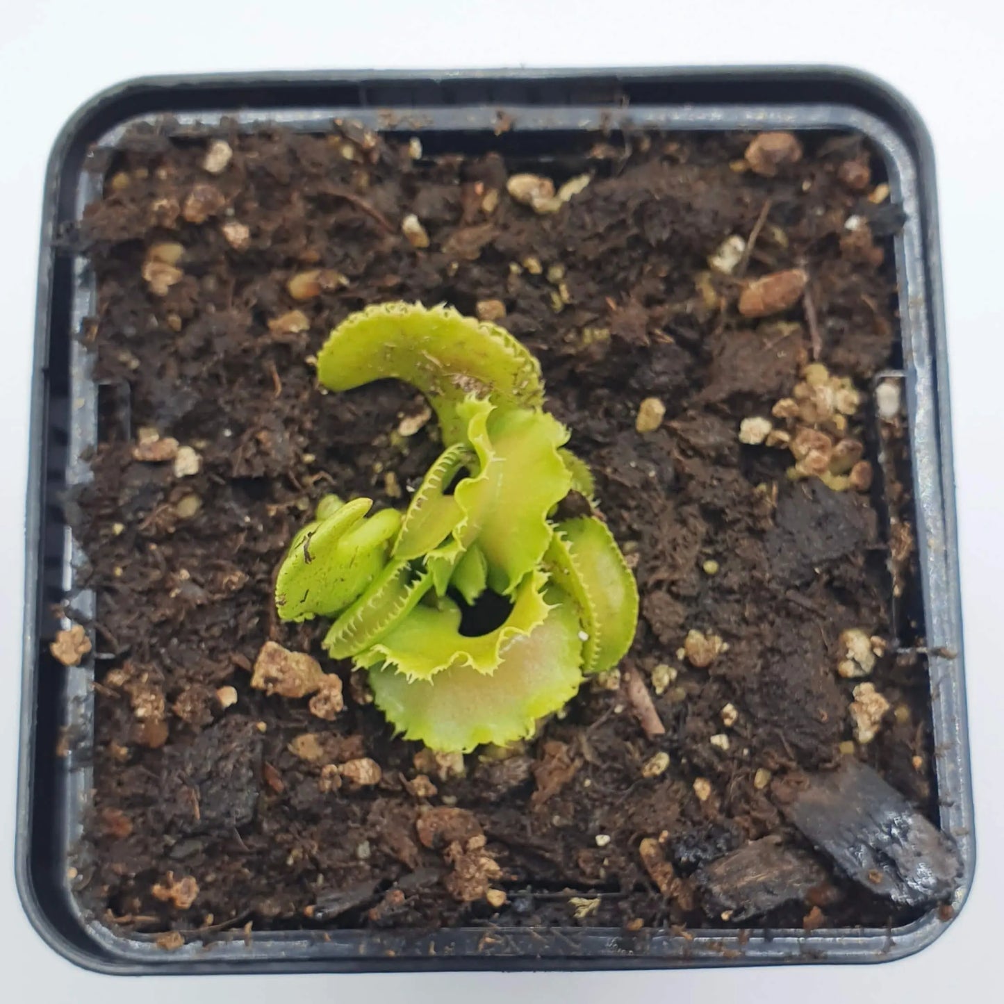 Dionaea muscipula "Kim Il-Sung" CARNIVORE DE SOLOGNE