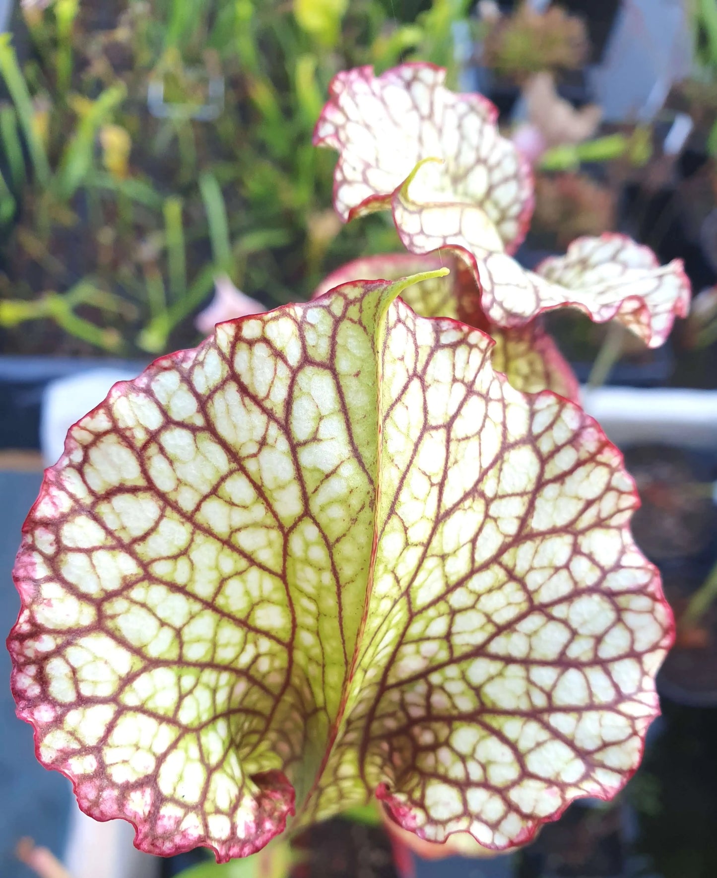 Sarracenia x moorei 'Leah Wilkerson', Walton County, Florida, W. (Brooks Garcia) CARNIVORE DE SOLOGNE