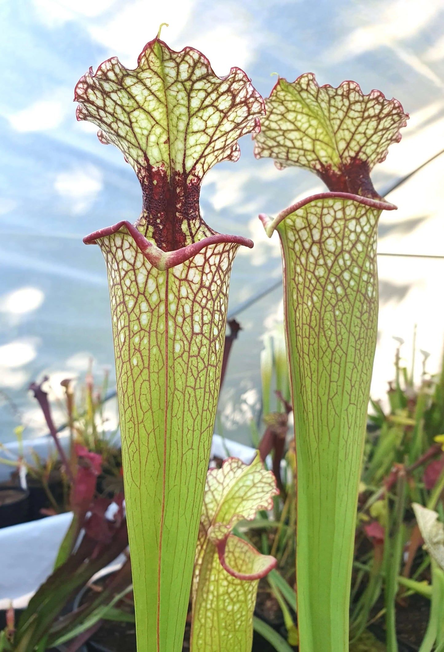 Sarracenia x moorei 'Leah Wilkerson', Walton County, Florida, W. (Brooks Garcia) CARNIVORE DE SOLOGNE