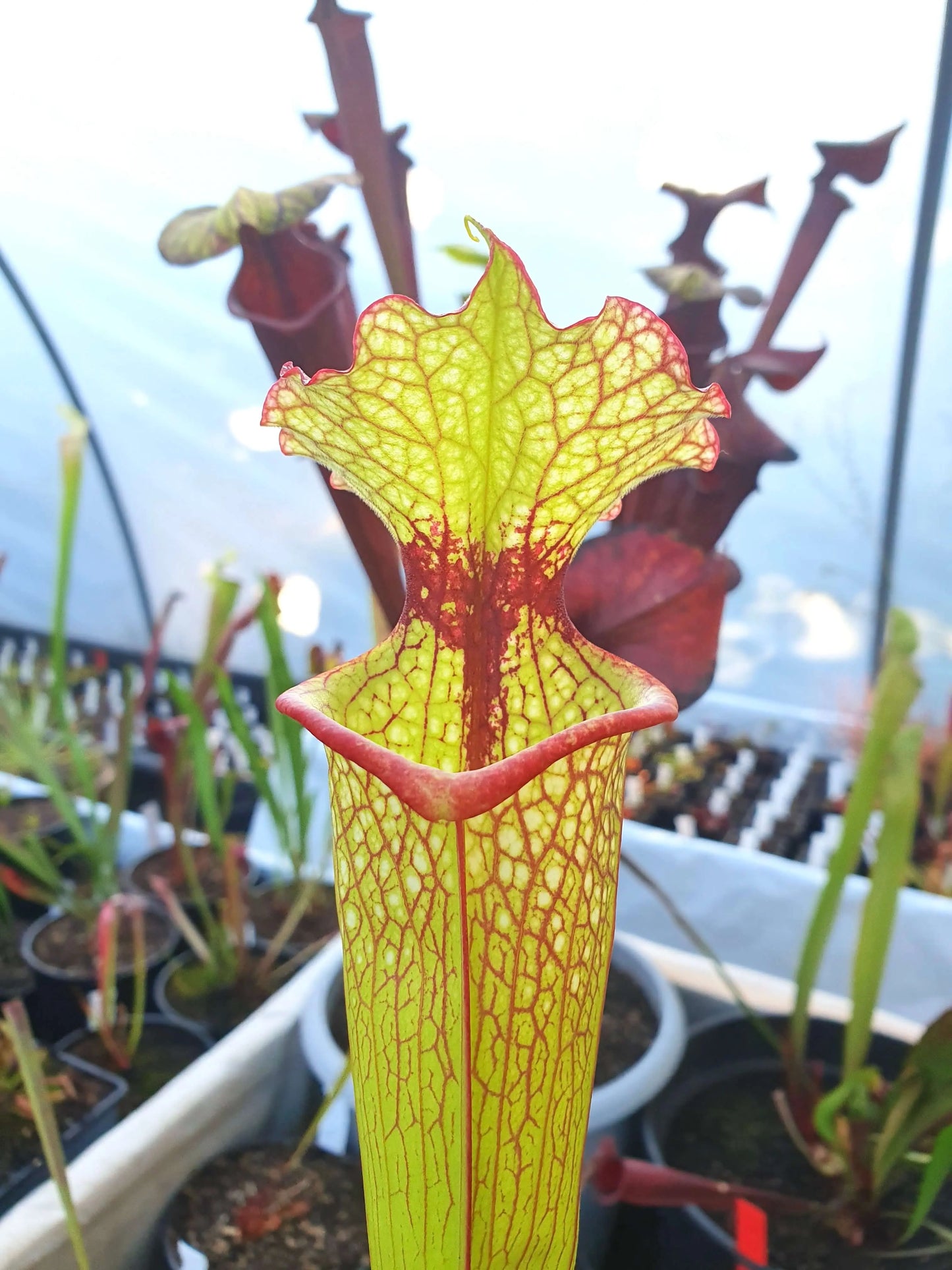 Sarracenia x moorei 'Leah Wilkerson', Walton County, Florida, W. (Brooks Garcia) CARNIVORE DE SOLOGNE