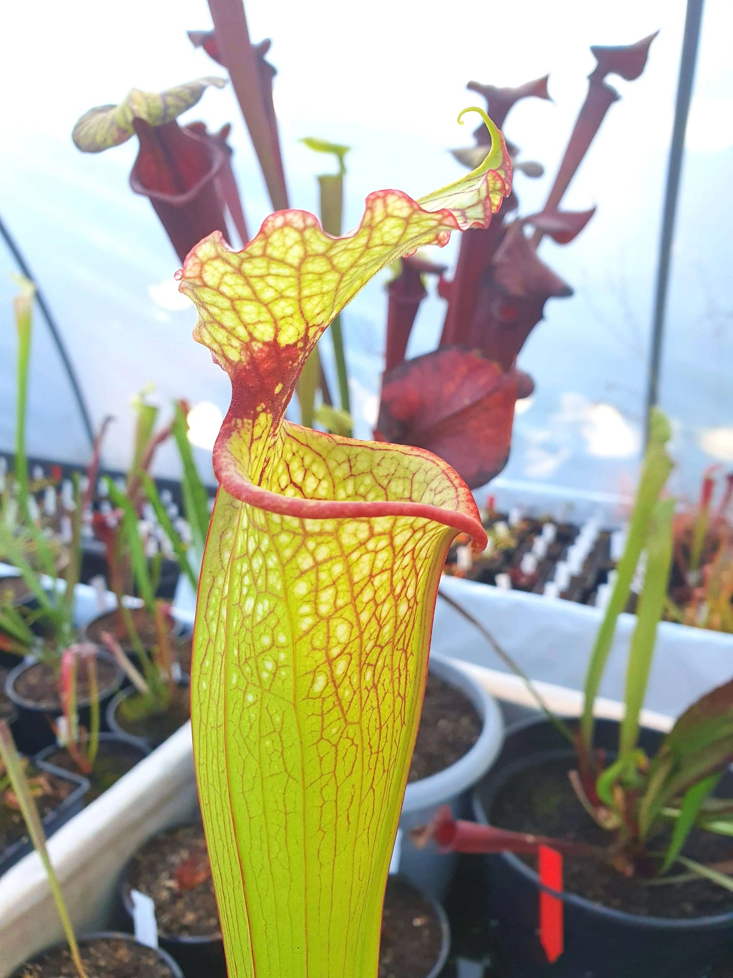Sarracenia x moorei 'Leah Wilkerson', Walton County, Florida, W. (Brooks Garcia) CARNIVORE DE SOLOGNE