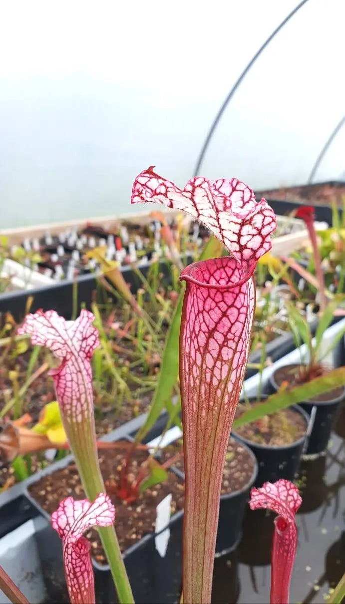 Sarracenia leucophylla red/pink tube, Perdido, Alabama (L49B MK) CARNIVORE DE SOLOGNE