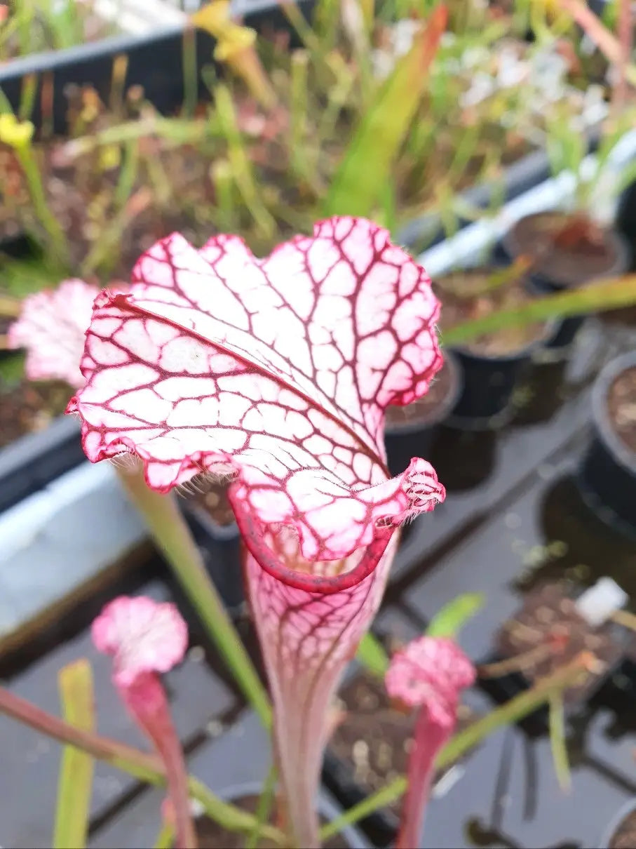 Sarracenia leucophylla red/pink tube, Perdido, Alabama (L49B MK) CARNIVORE DE SOLOGNE