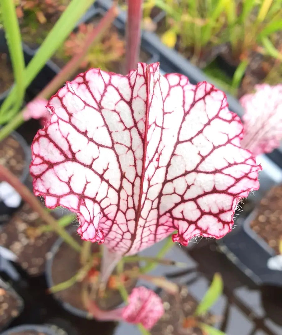 Sarracenia leucophylla red/pink tube, Perdido, Alabama (L49B MK) CARNIVORE DE SOLOGNE